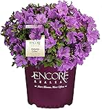 1g Azalea Encore Autumn Lilac Shrub