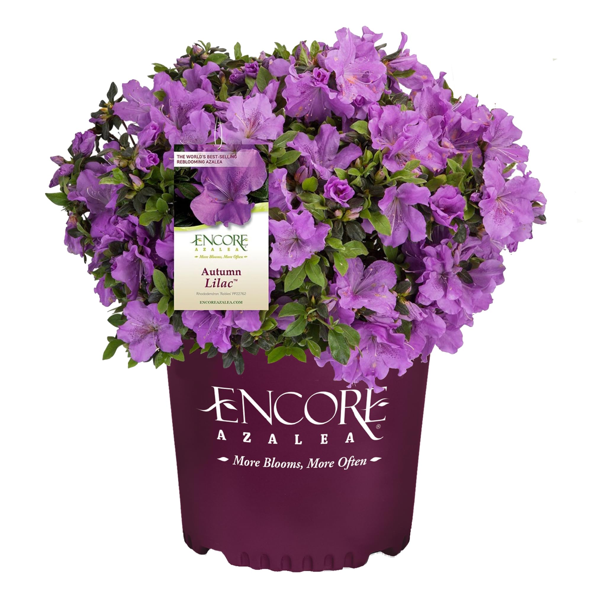 Encore Azalea Autumn Lilac