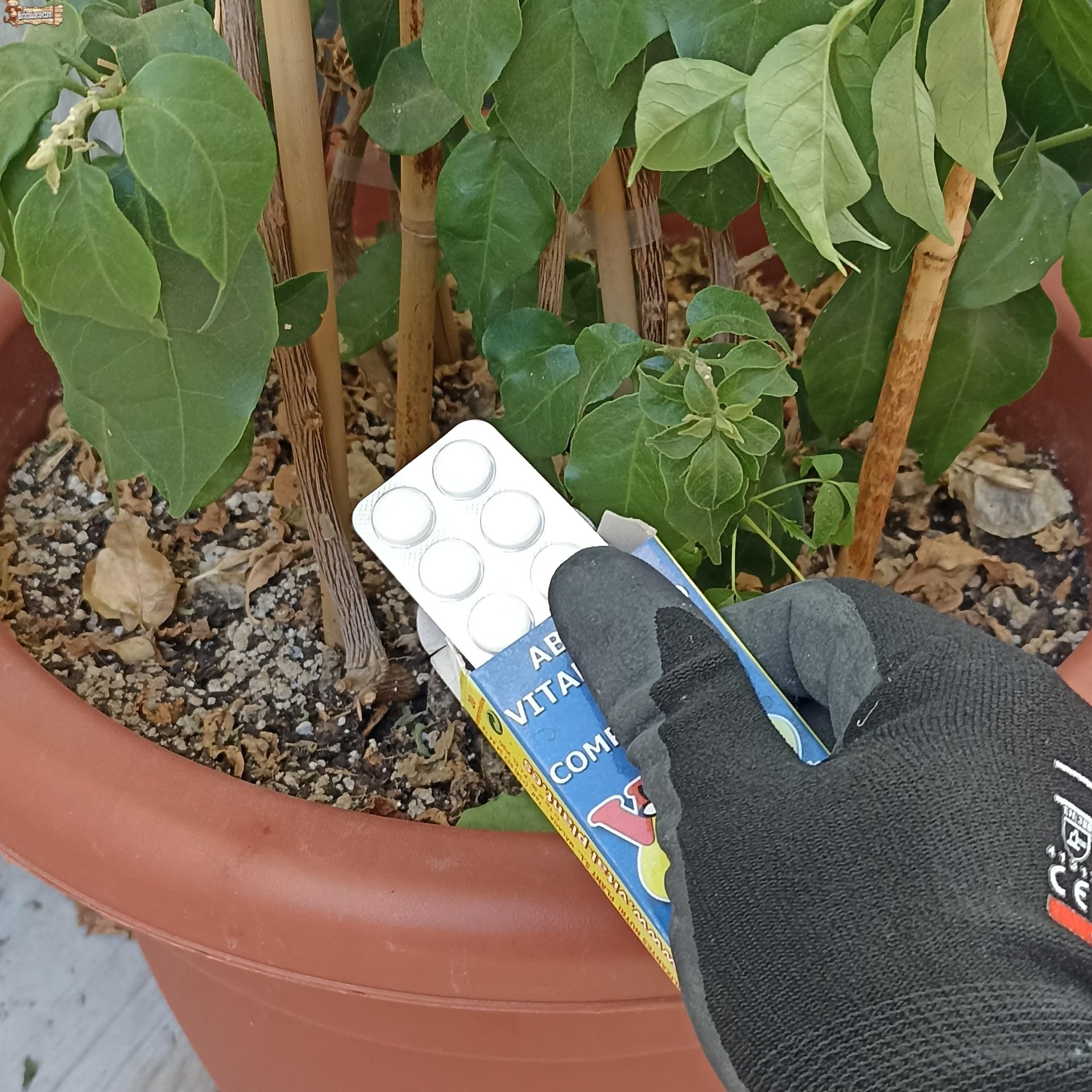 BricoLoco.com Abono vitaminado en comprimidos concentrado. Pack 500 Pastillas fertilizantes NPK para plantas y árboles. Enraizante. Mucho más seguro, fácil y limpio que líquido. (500)