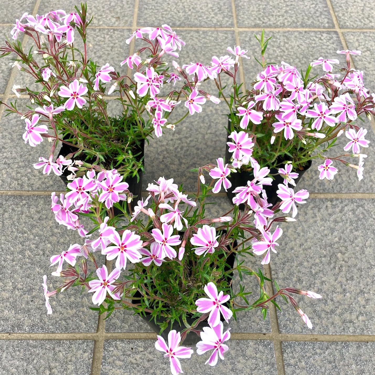 Amazon.co.jp: 芝桜（シバザクラ）キャンディストライプ（多摩の流れ