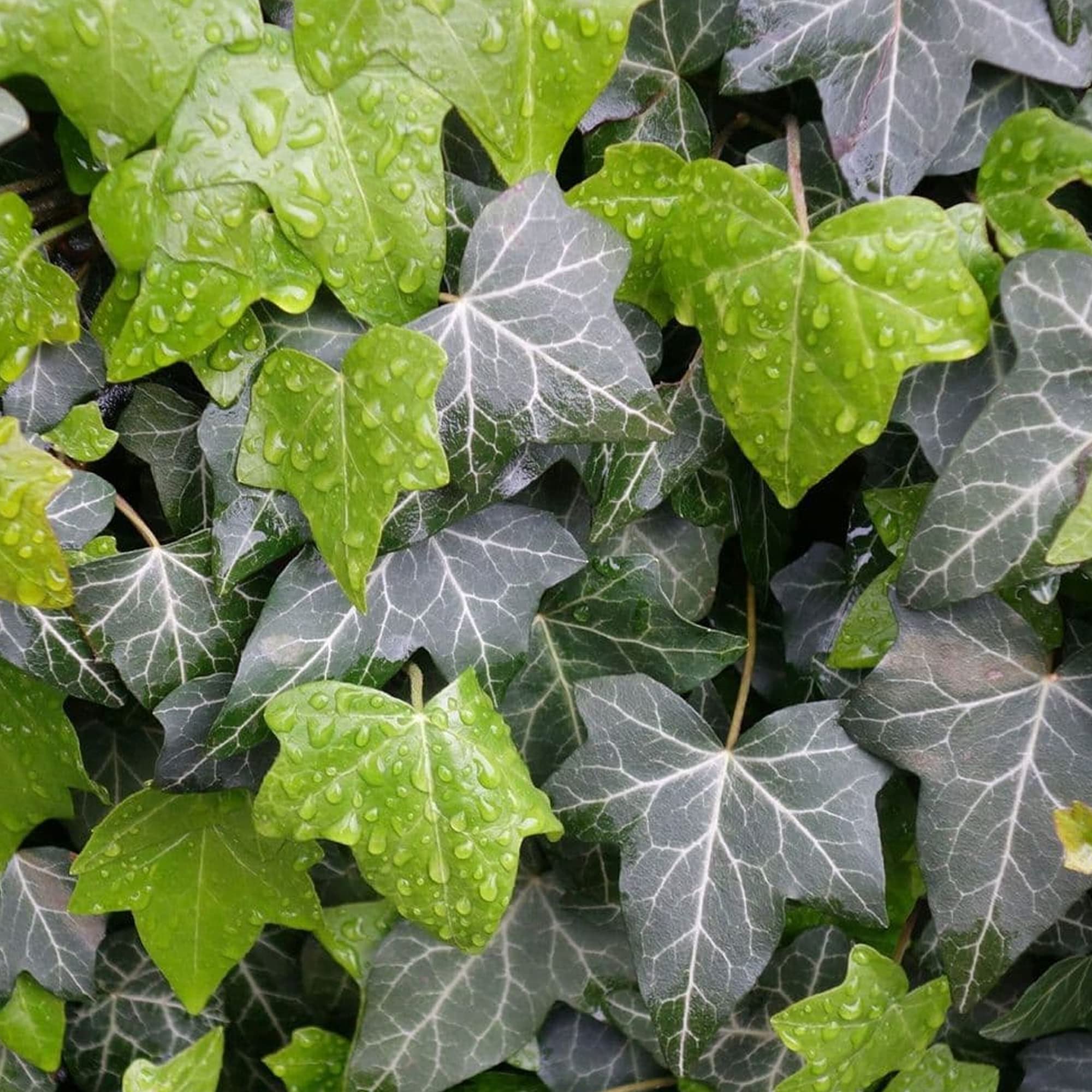 GardenersDream Hedera Hibernica - XL Irischer Efeu Winterhart -  Schnellwachsende Kletterpflanzen - Winterharte Pflanzen fr Garten :  Amazon.de: Garten