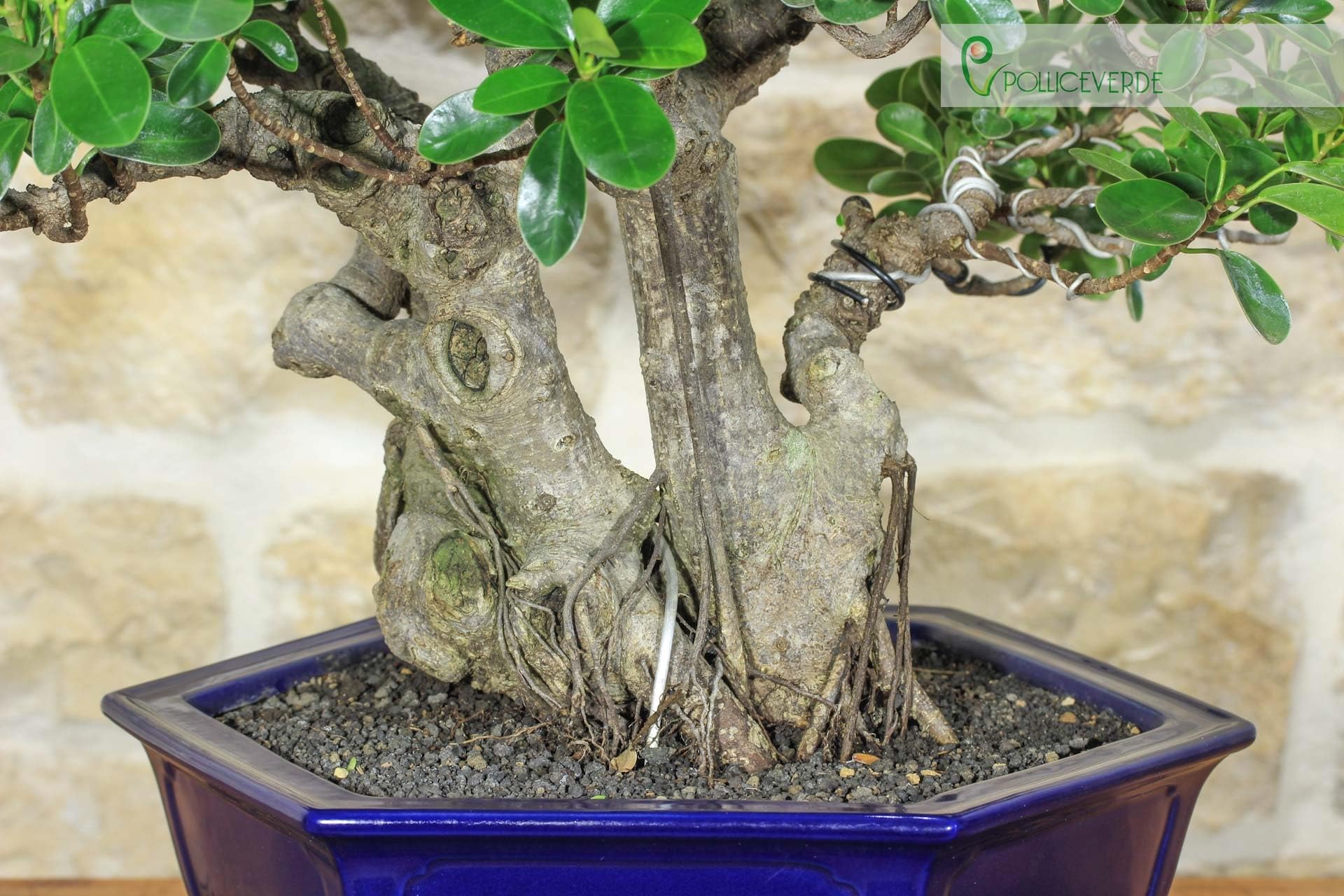 Bonsaï Ficus Panda (25)