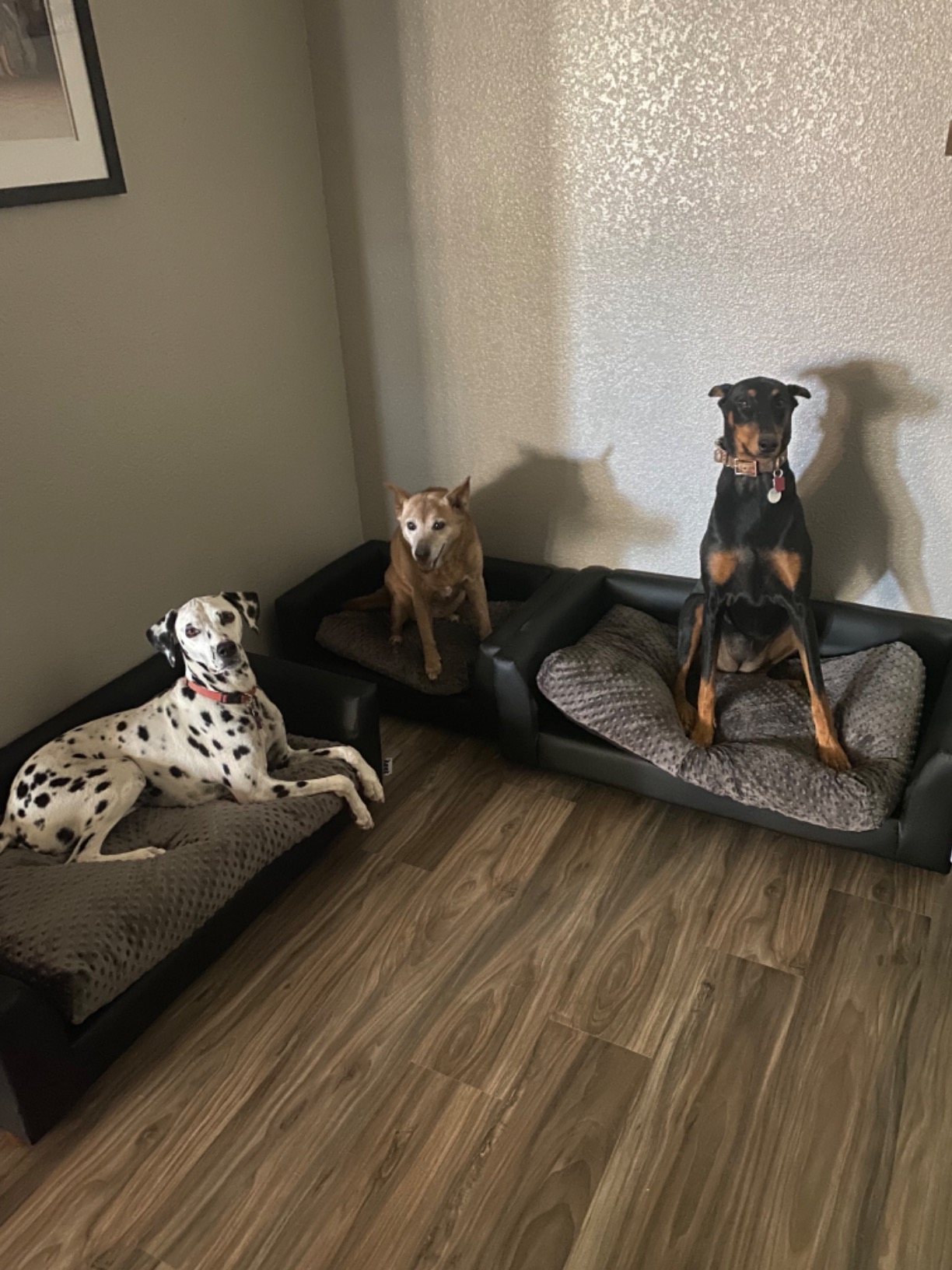 22/mo Finance Keet Fluffy Deluxe Pet Bed Sofa Buy Now, Pay Later