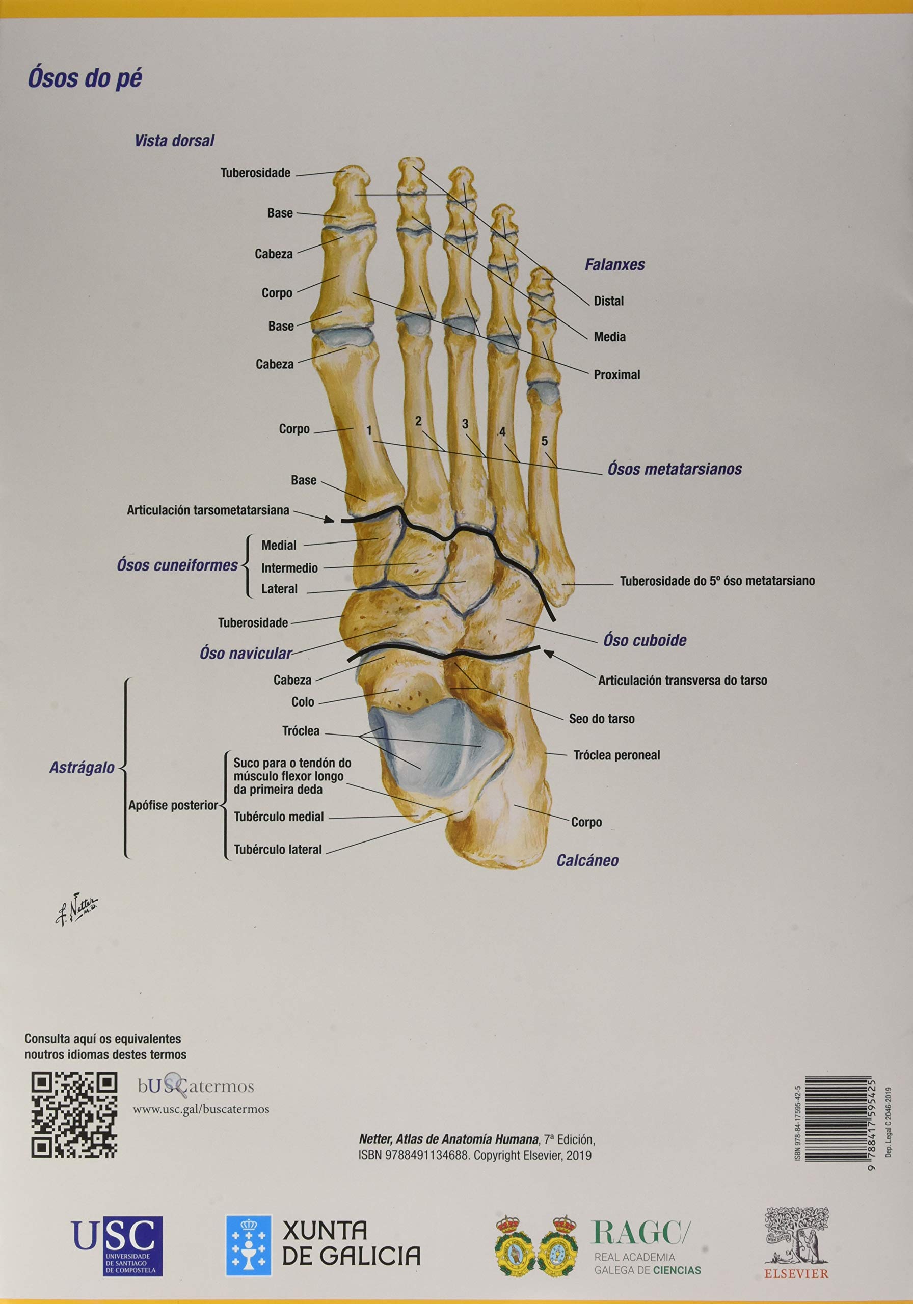 Anatomía humana: Extremidades (FONDO)