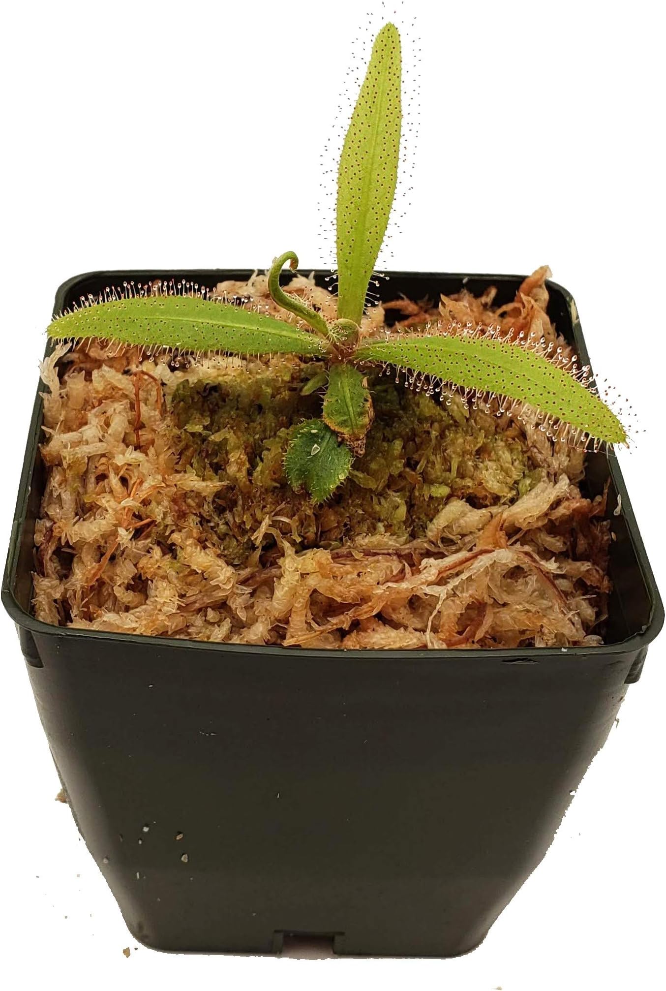 Queensland Sundew - Drosera adelae - Carnivorous Plant 3" Pot