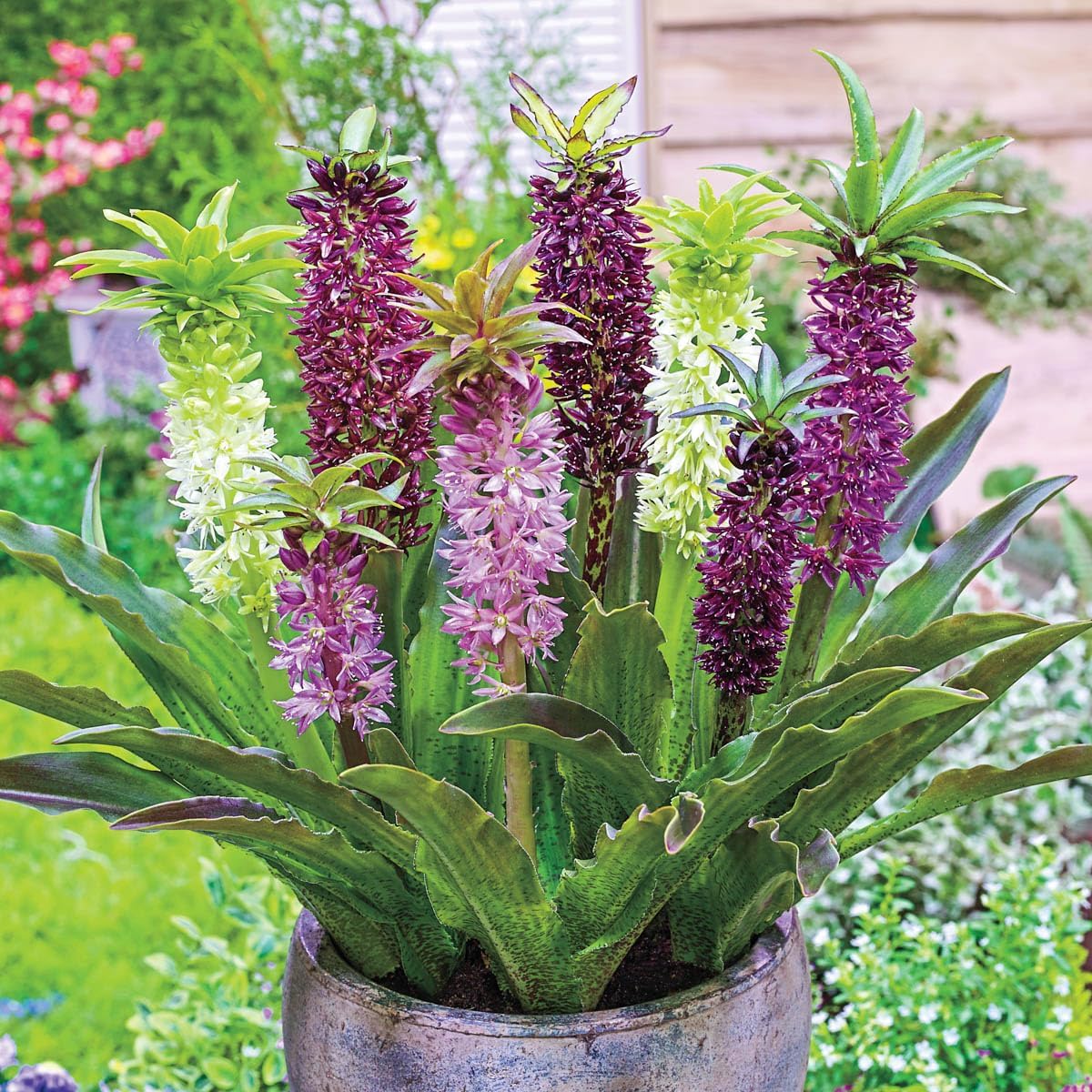 GARDENS ALIVE! - Multi-Color Flowering Pineapple Lily Dormant Bare Root Summer Flowering Bulb Mixture, 5 Plants per Offer