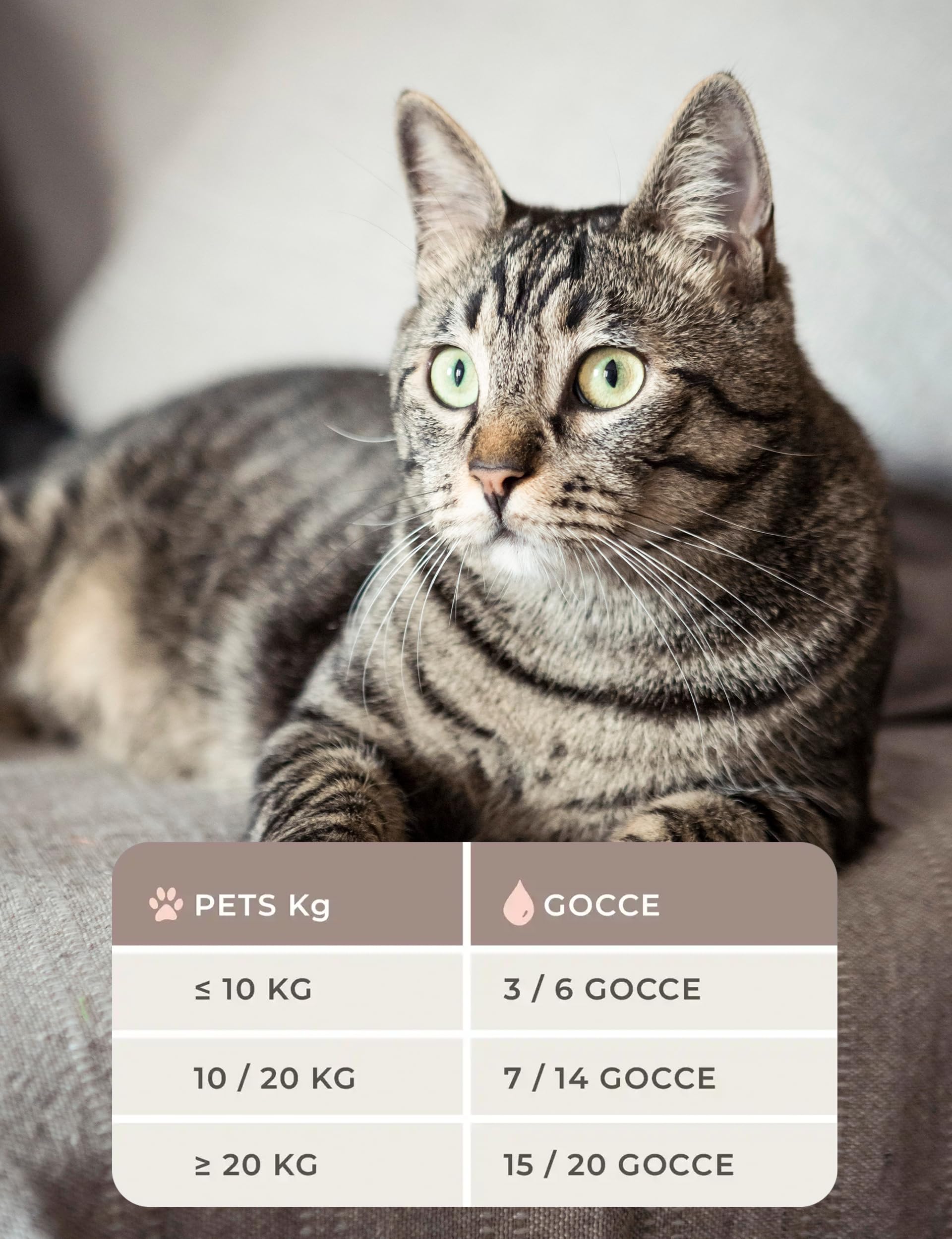 Enecta Pet Oil - Aceite de semillas de cáñamo para perros y gatos - Puro prensado en frío - Omega 3 y 6 - Bienestar diario - Fórmula nutracéutica - Bote de 10 ml