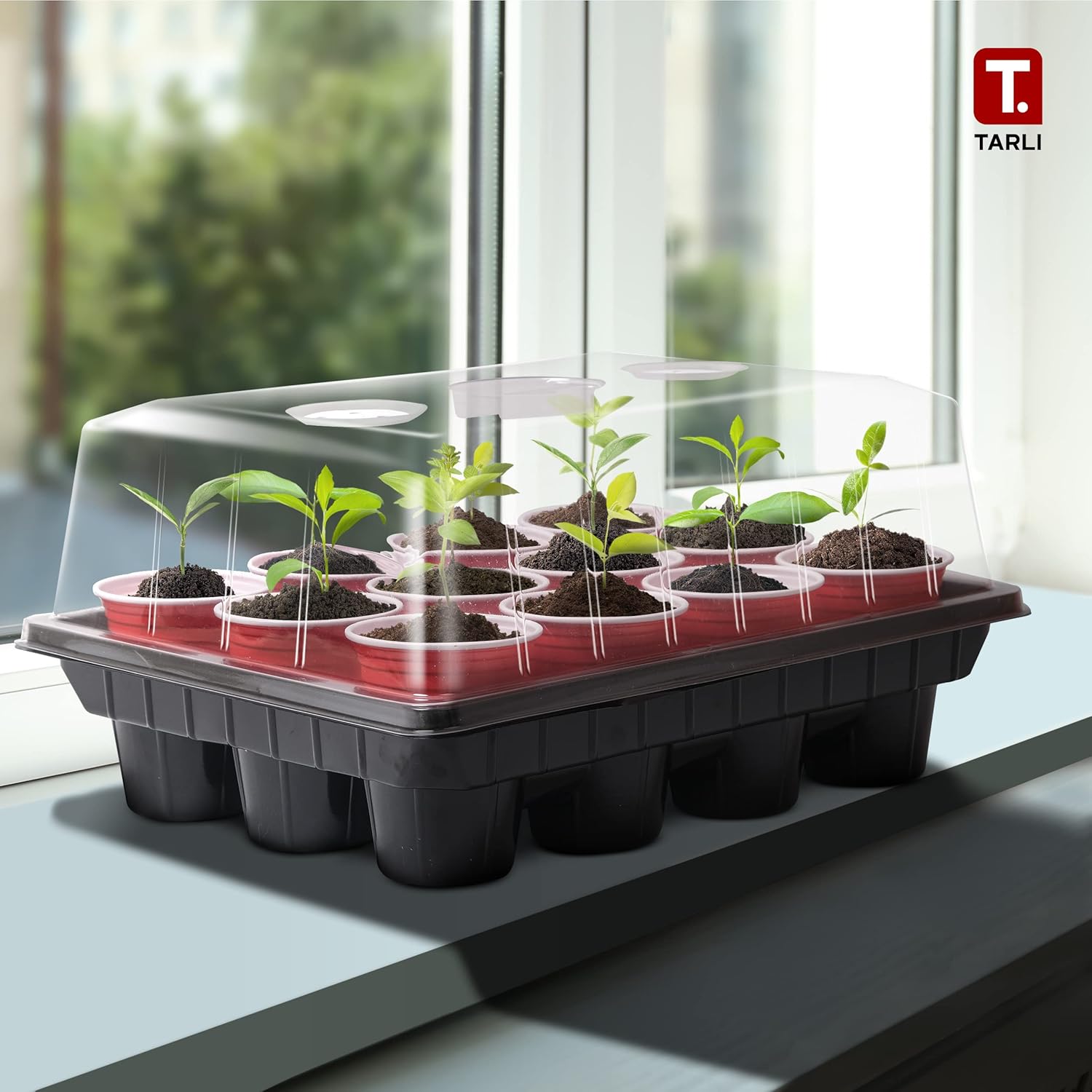 Tarli Germination Tray Uses Standard Plastic Cups - Great for All Plants and Easy to Remove and Transition from Box to Direct Sun (10 Pack) : Patio, Lawn & Garden
