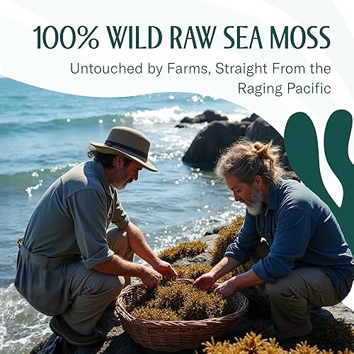 Miniatura 7 de Sea Moss Raw Gold Premium Secado por TrueSeaMoss - Musgo marino orgánico silvestre crudo - Musgo marino irlandés 100% orgánico - Bebida avanzada de