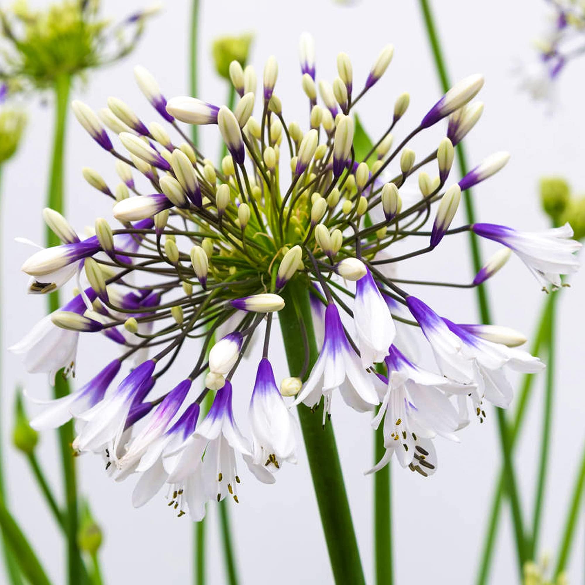 Agapanthus Fireworks African Lily Bicoloured Herbaceous Perennial Potted Shrub (10-30cm Incl. Pot)