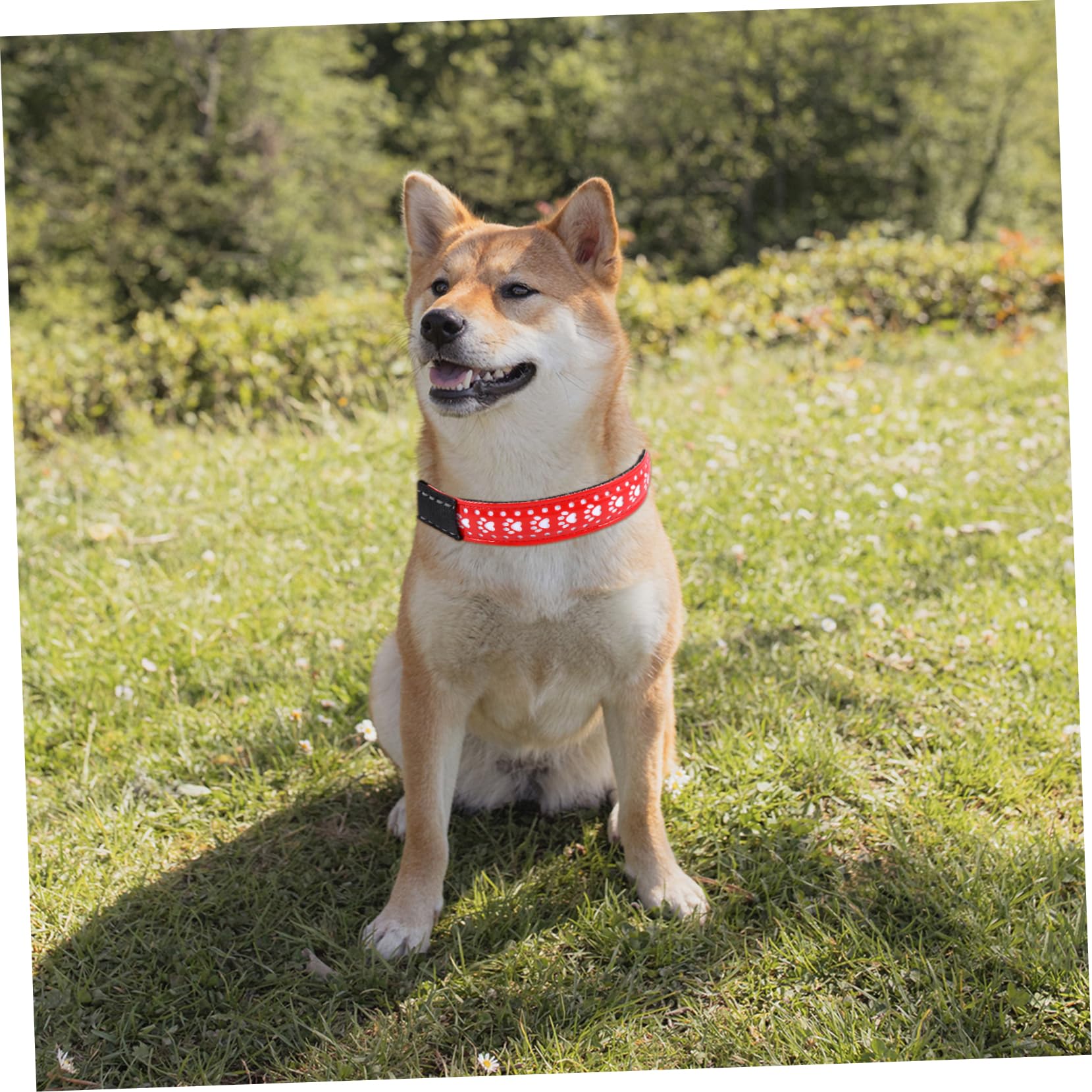 POPETPOP Collier Lumineux LED pour Chien 3 Pièces Collier Lumineux pour Chien ...