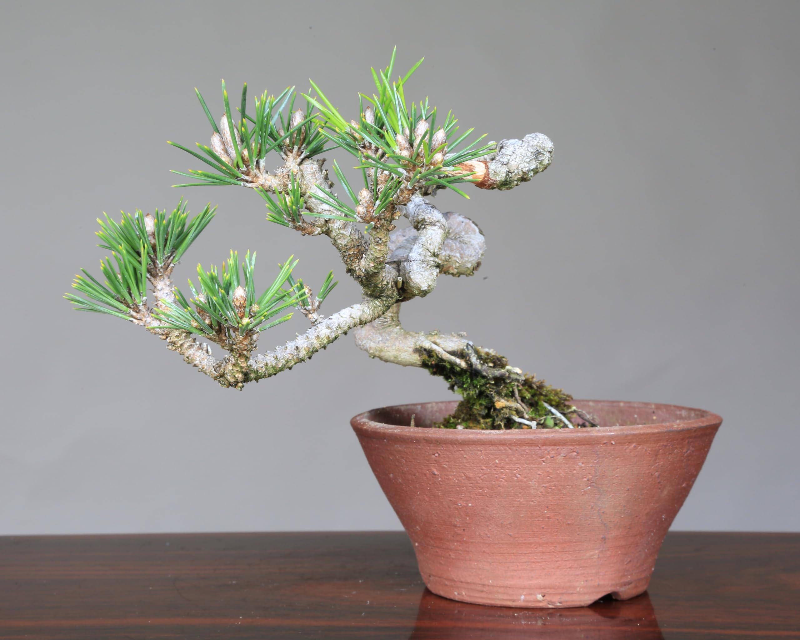 八房黒松【千寿丸】盆栽 楽天市場】八ツ房 黒松 千寿丸 4号【送料無料】【盆栽素材】【松盆栽