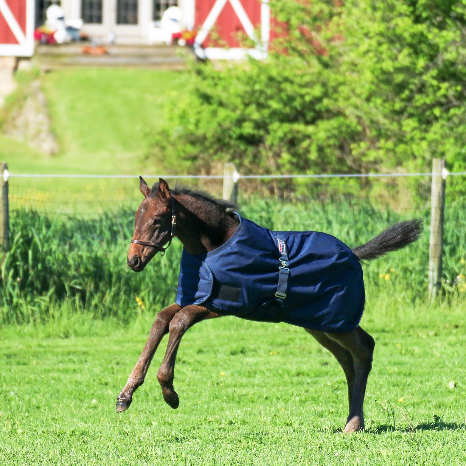 STORM SHIELD Euro Fit Bellyband Foal Horse Turnout Blankets | Mini Horse Blanket | Turnout Blankets for Horses Waterproof | Foal Blanket | Winter Horse Blankets