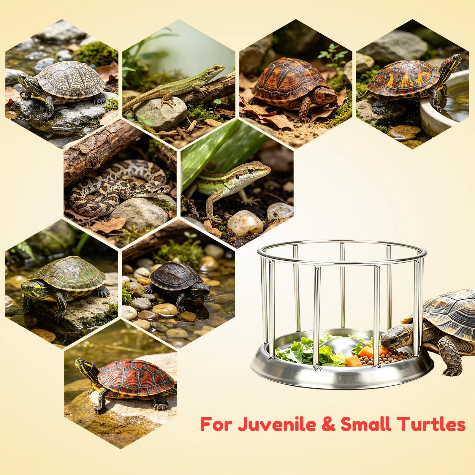 Mangeoire à tortues en acier inoxydable avec barrière anti-déversement et anti-dispersion, bol d'alimentation pour tortues aquatiques, tortues, dragons barbus, lézards (M)