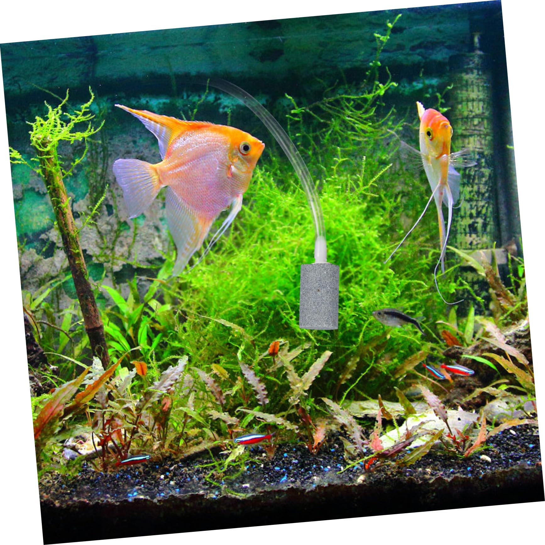 Toddmomy Portable Oxygen Pump for Aquariums Pump for Fish Tanks Multi Scene Use Compact Design for Home and Office Enhanced Oxygenation for Healthy Fish