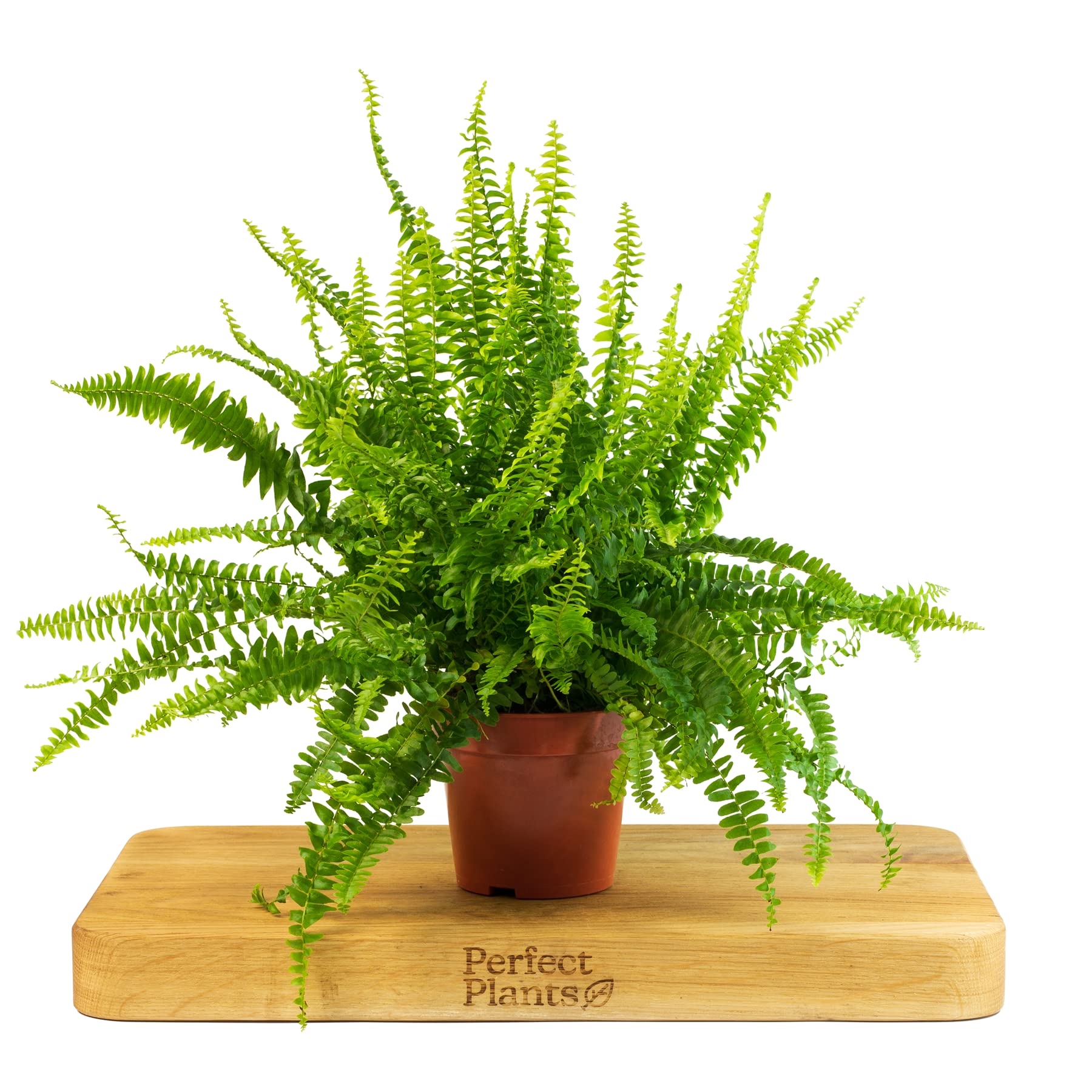 Boston Fern Indoor Plant - Nephrolepis Exaltata in a 12cm Pot