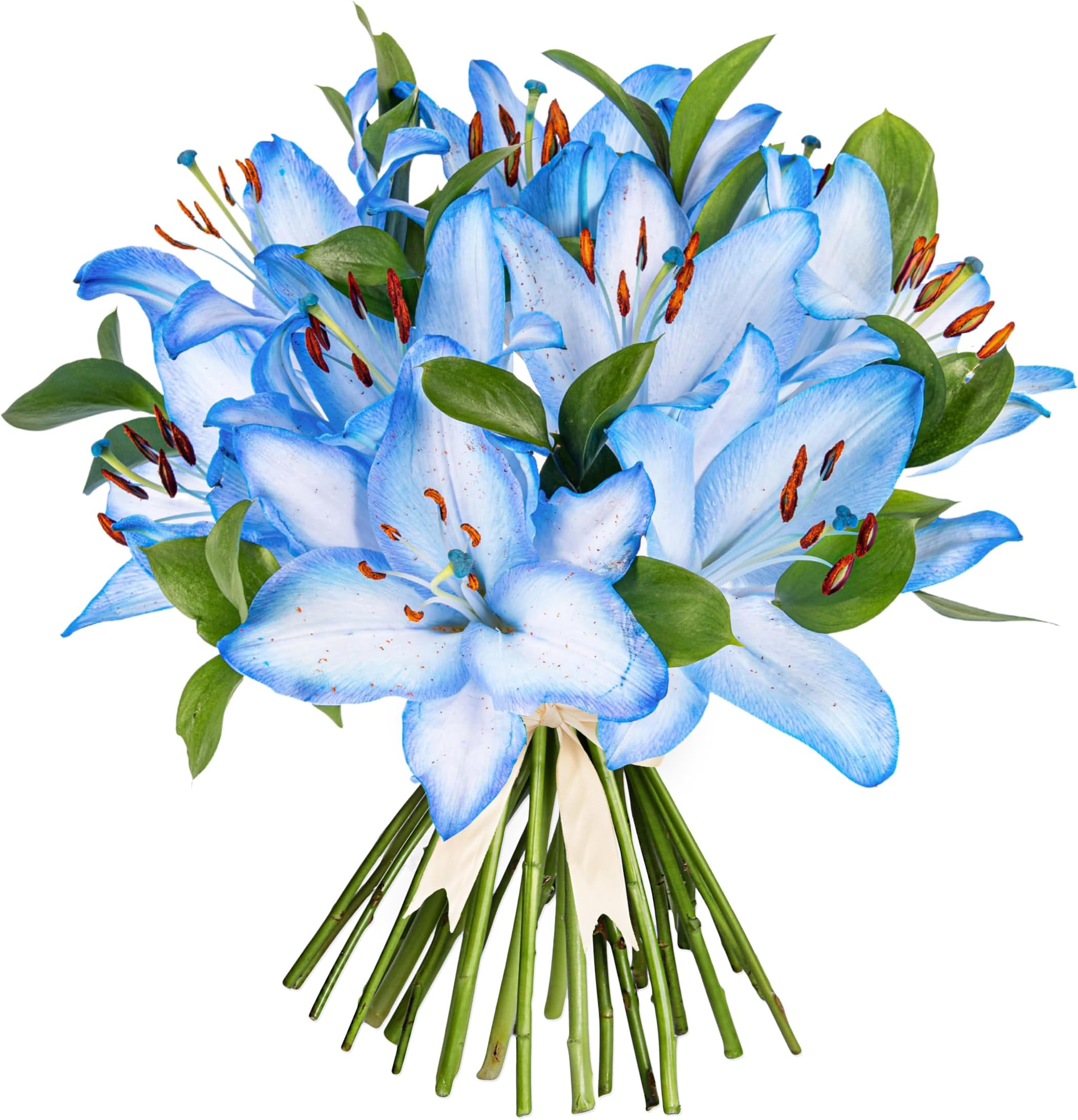 Ocean Lilies - Fresh Flowers - Birthday, Anniversary, Get Well, Thank You, Occasion Flower - Cut Floral Arrangement for Gifts - Medium