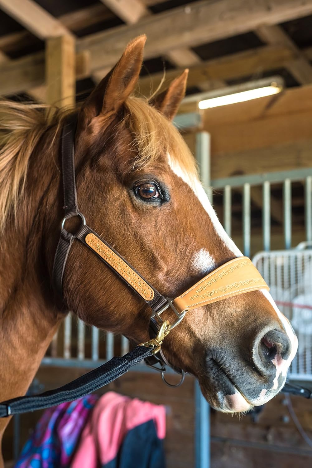 Intrepid International Tie Safe Nylon Adjustable Cross Tie - Stall Accessories, Attach to Halter, Brass Panic Snap, for Stall, Horse Trailer Accessories
