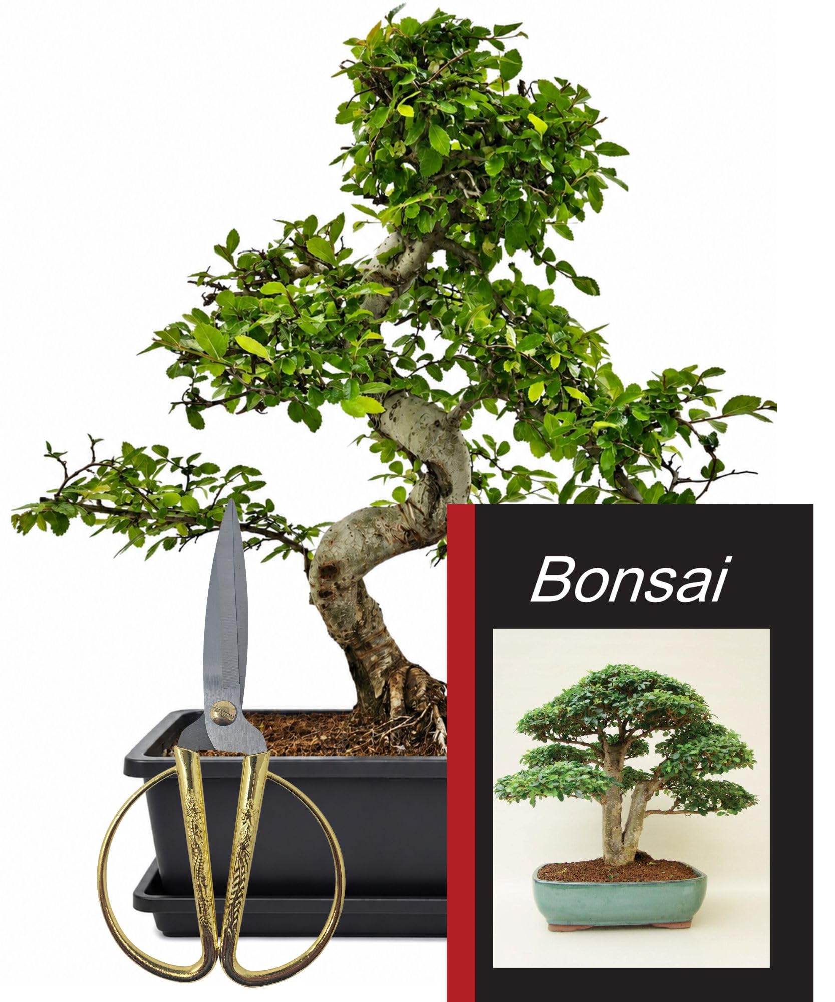 Chinesische Ulme Starterset 4-tlg. mit Schere & Pflegebuch | Zimmerbonsai, pflegeleichte Ulme, ideal für Anfänger, mit Untersetzer, 4-teiliges Komplettset für Zuhause