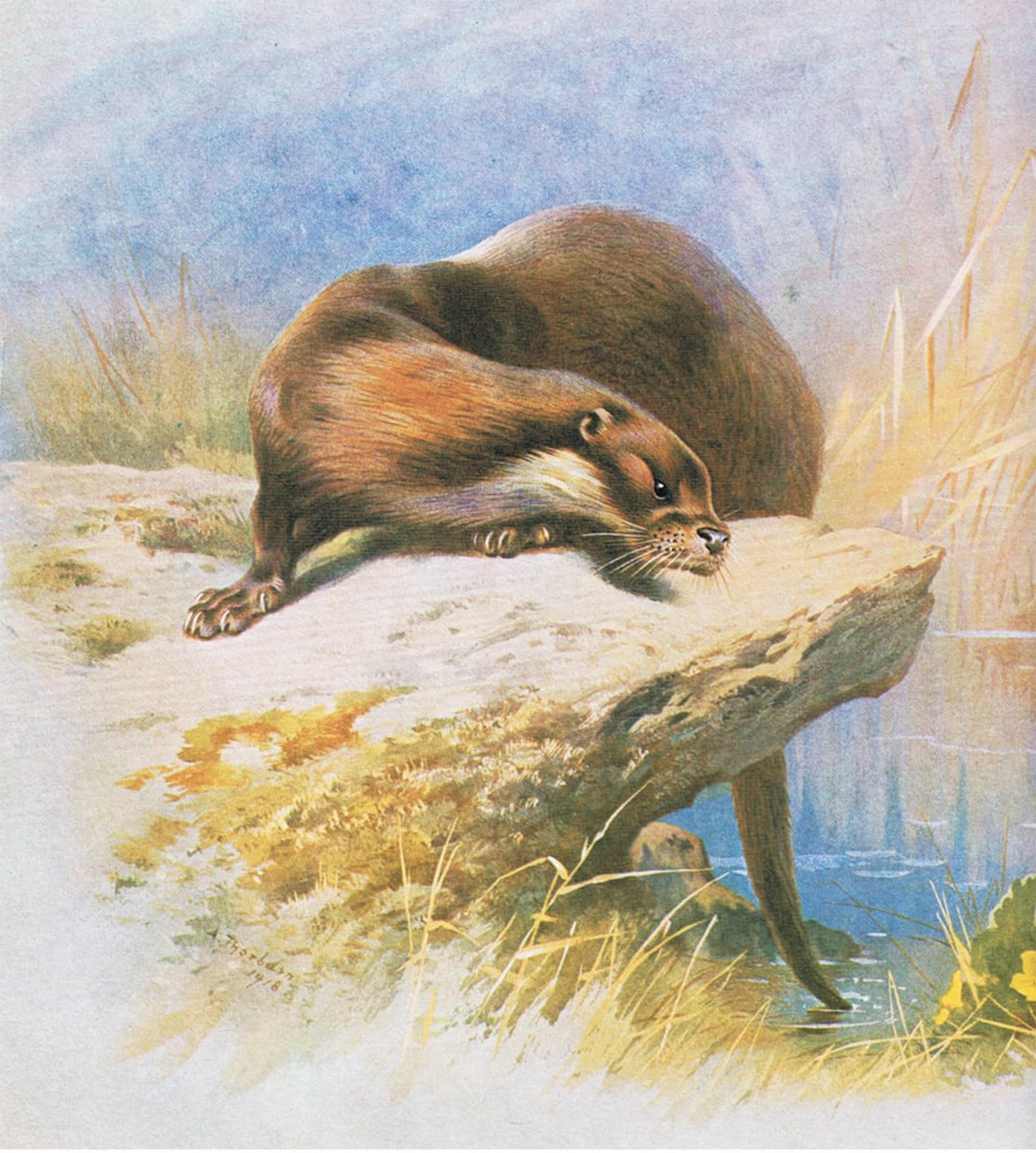 ARTXLXXBN Famous Print Painting Colorful Art Print Otter Pub by Archibald Thorburn Canvas Art Decorations for Home Decor 60x90cm