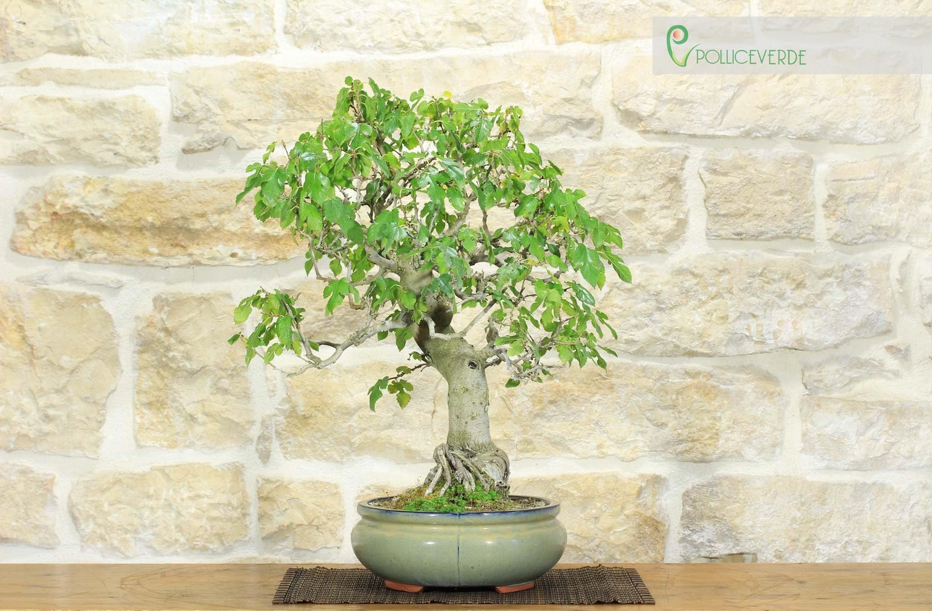Bonsai di Gelso (62)