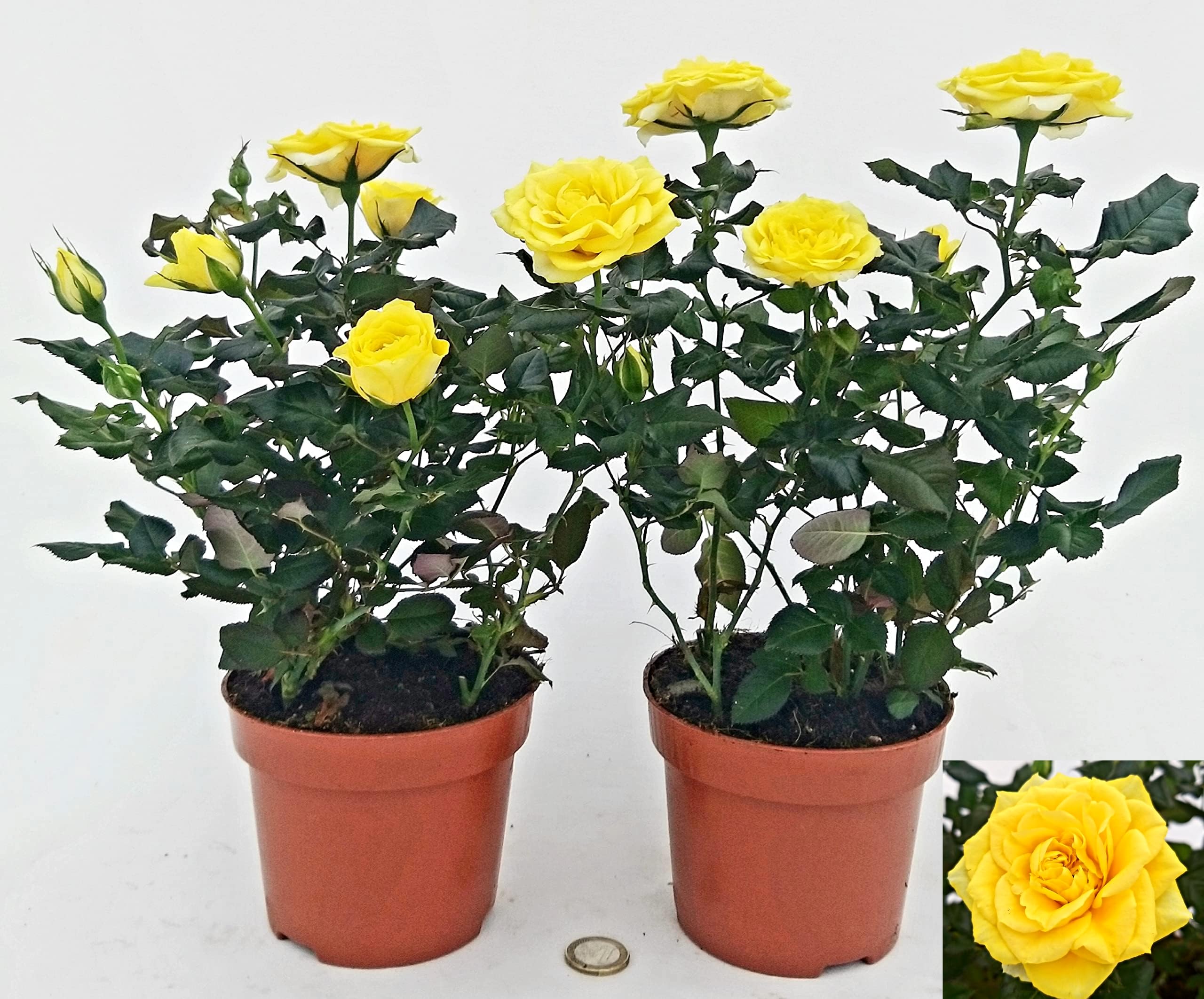 POWERS TO FLOWERS - ROSA DA GIARDINO RAMPICANTE e RIFIORENTE, ROSA GIALLA, 2 PIANTE, Piante Vere