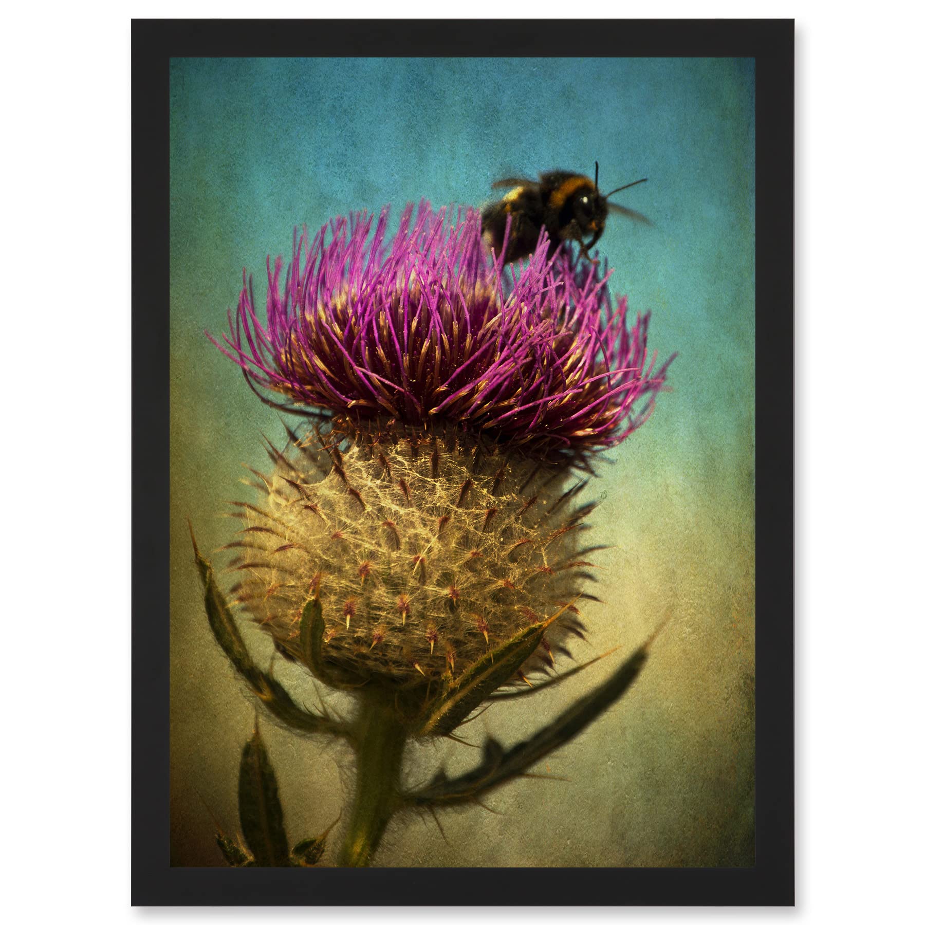 Artery8 Photo Bumble Bee Thistle Flower Scotland Picture A4 Artwork Framed Wall Art Print