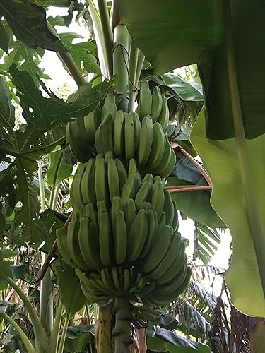 Miniatura 5 de Planta de plátano, plátano Orinoco, Musa accuminata' (grande 25" - 36")