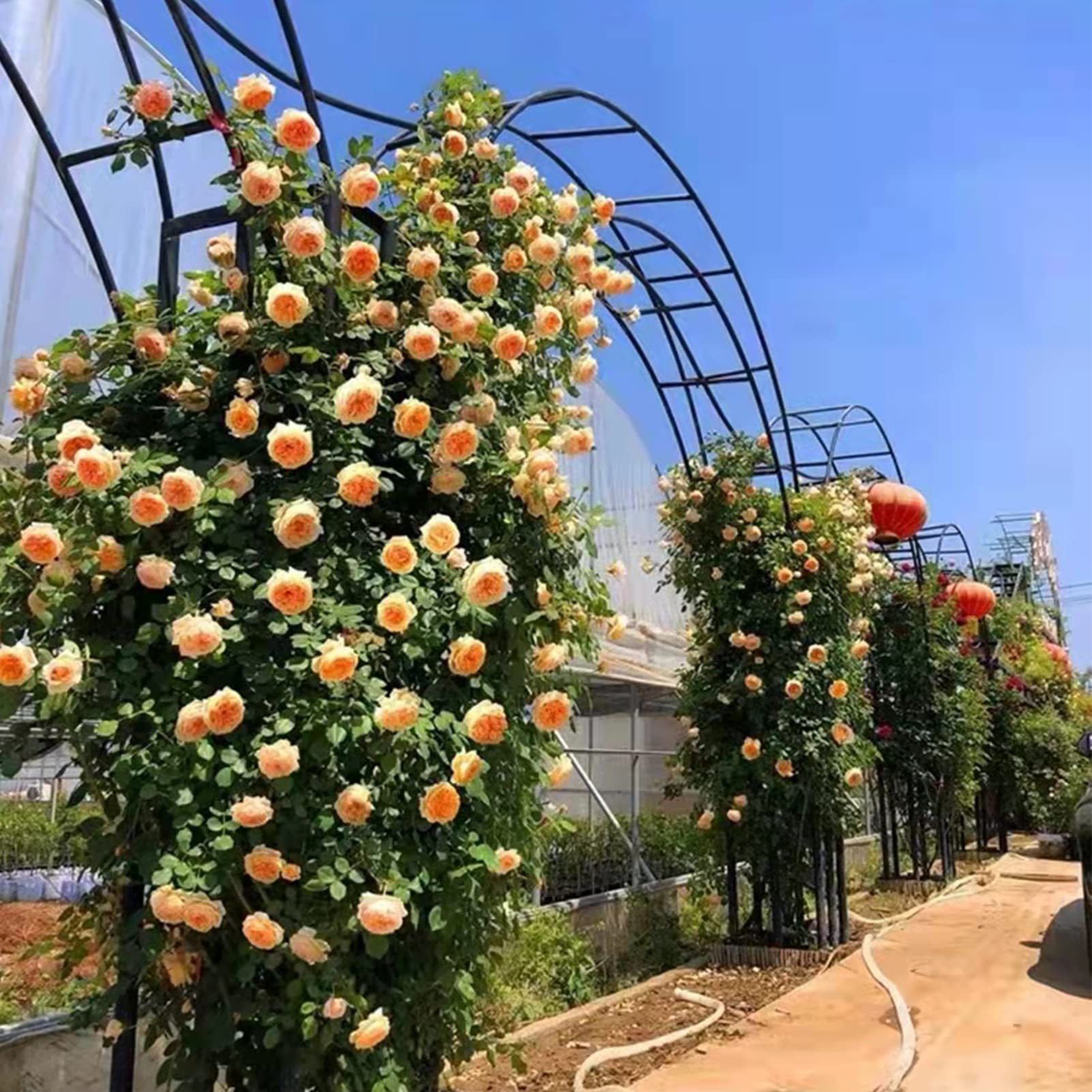 Arco da giardino autoportante, pergolato per piante rampicanti, decorazione in metallo alla moda, pergolato per rose, resistente alle intemperie, per esterni, prato, terrazza, giardino, ingresso