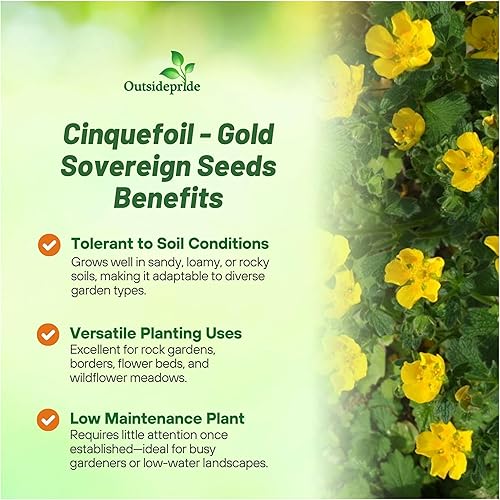Miniatura 3 de Outsidepride Cinquefoil Gold Sovereign Potentilla Semillas  1000 semillas de flores perennes, fáciles de cultivar con altura compacta para