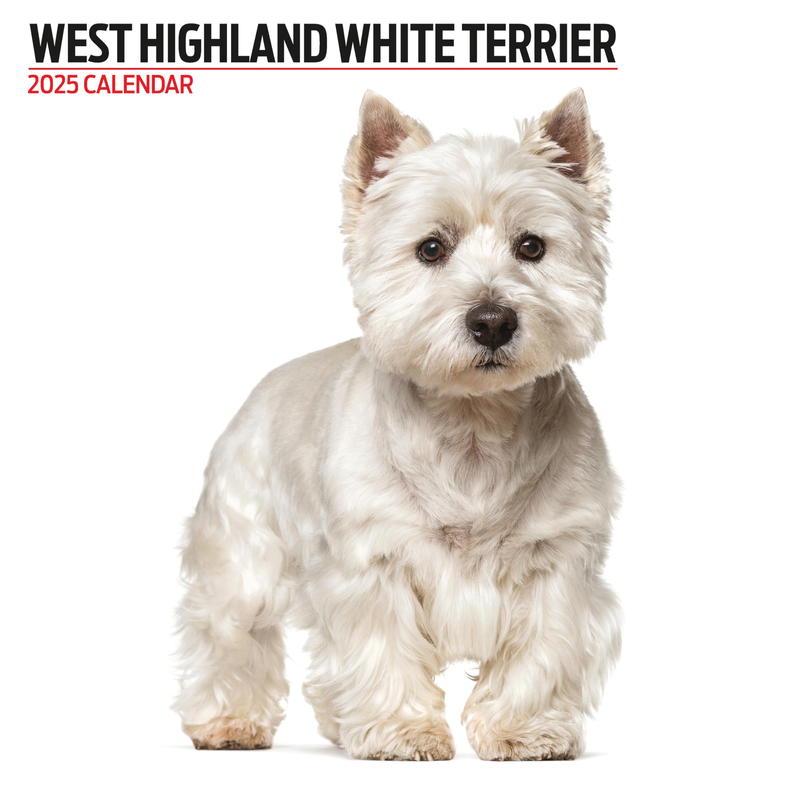 West Highland White 2025 Modern Calendar, Various