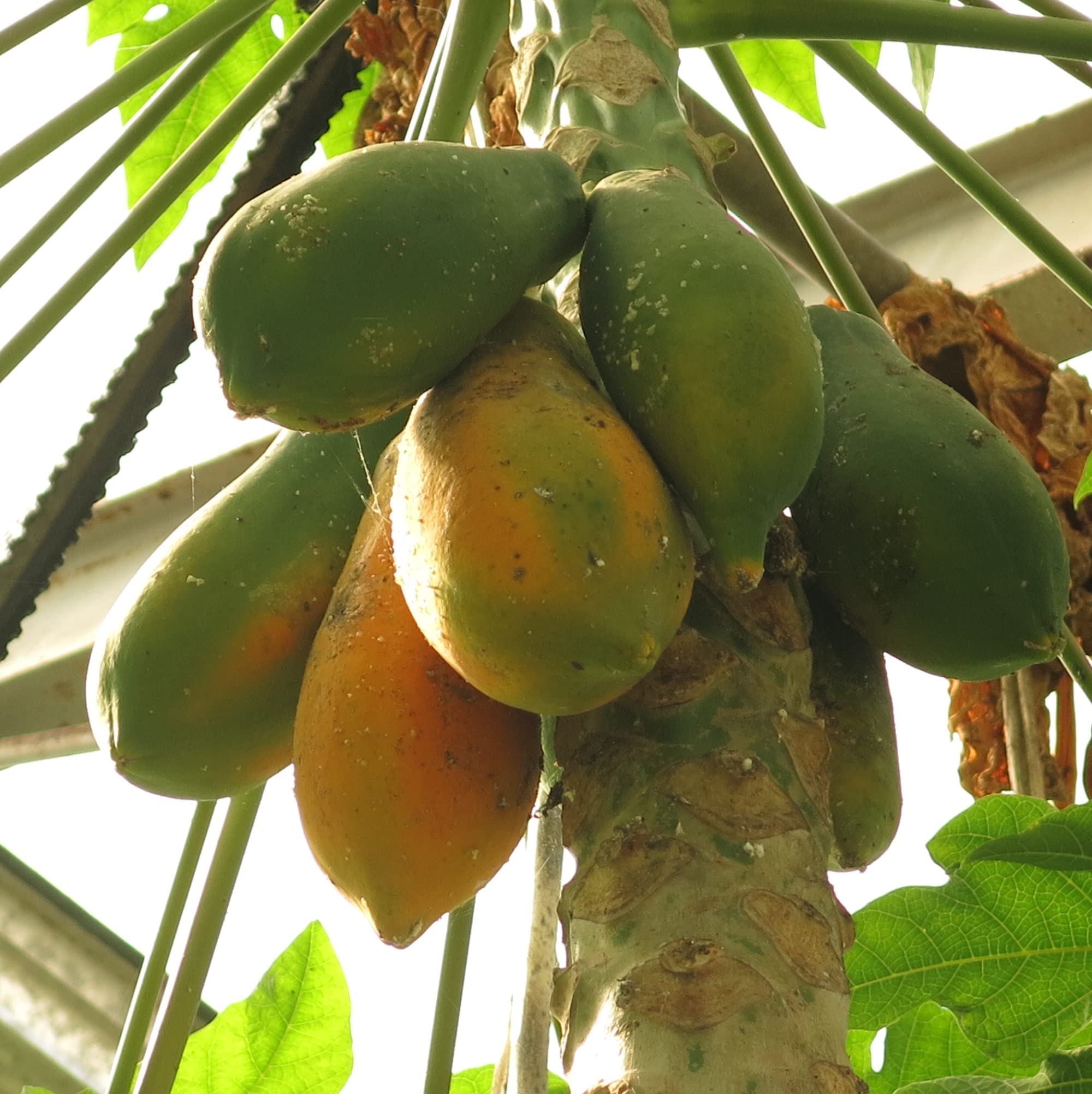 Amazon.com : CHUXAY GARDEN Sunrise Papaya,Strawberry Papaya