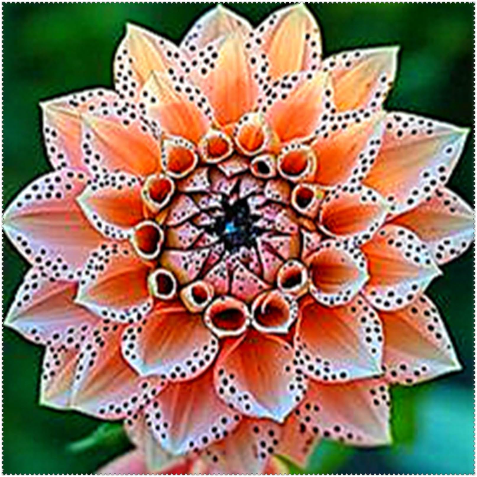 Dahlia Bulbs Mix for Planting Now UK/Greening Flower/Good for Containers/Strong Plants That Grow Well/Natural Organic/Cut Flowers/Wedding Flowers.-2bulbs-A