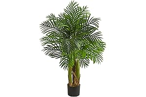 Graceful Kentia Palm: Botanical Masterpiece for a Serene Oasis