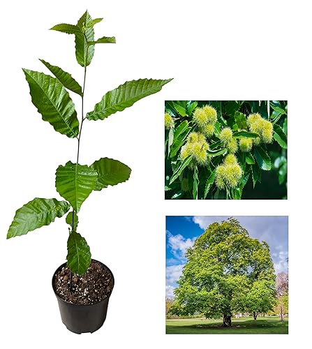 Sweet Chestnut Tree (Castanea Sativa) 30-60cm Stem | UK Grown