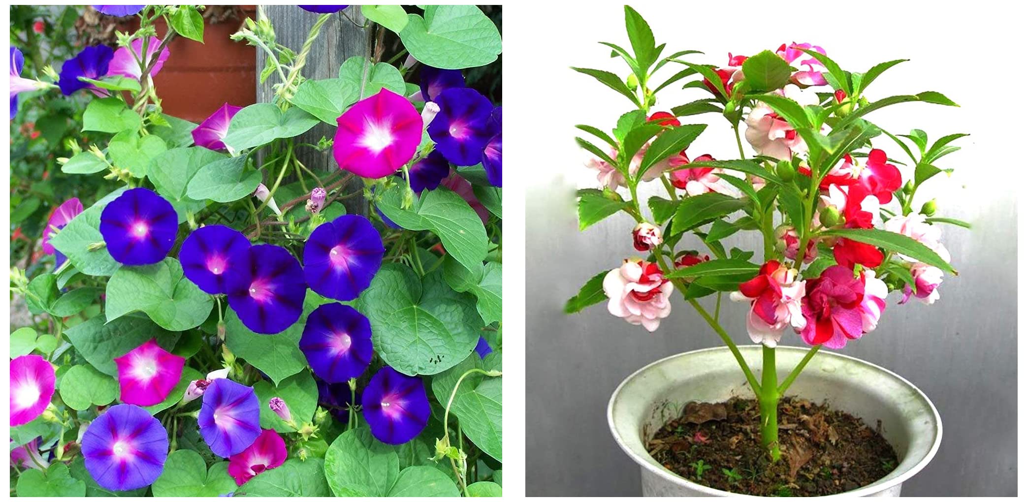Kraft Seeds Ipomeas Flower Seeds with Free Agro peat Soil (Multicolour, 15 Pieces) & Balsam Flower Tom Thumb Mix GMO-Free Seeds (B09SG5Z53S) Amazon Price History, Amazon Price Tracker