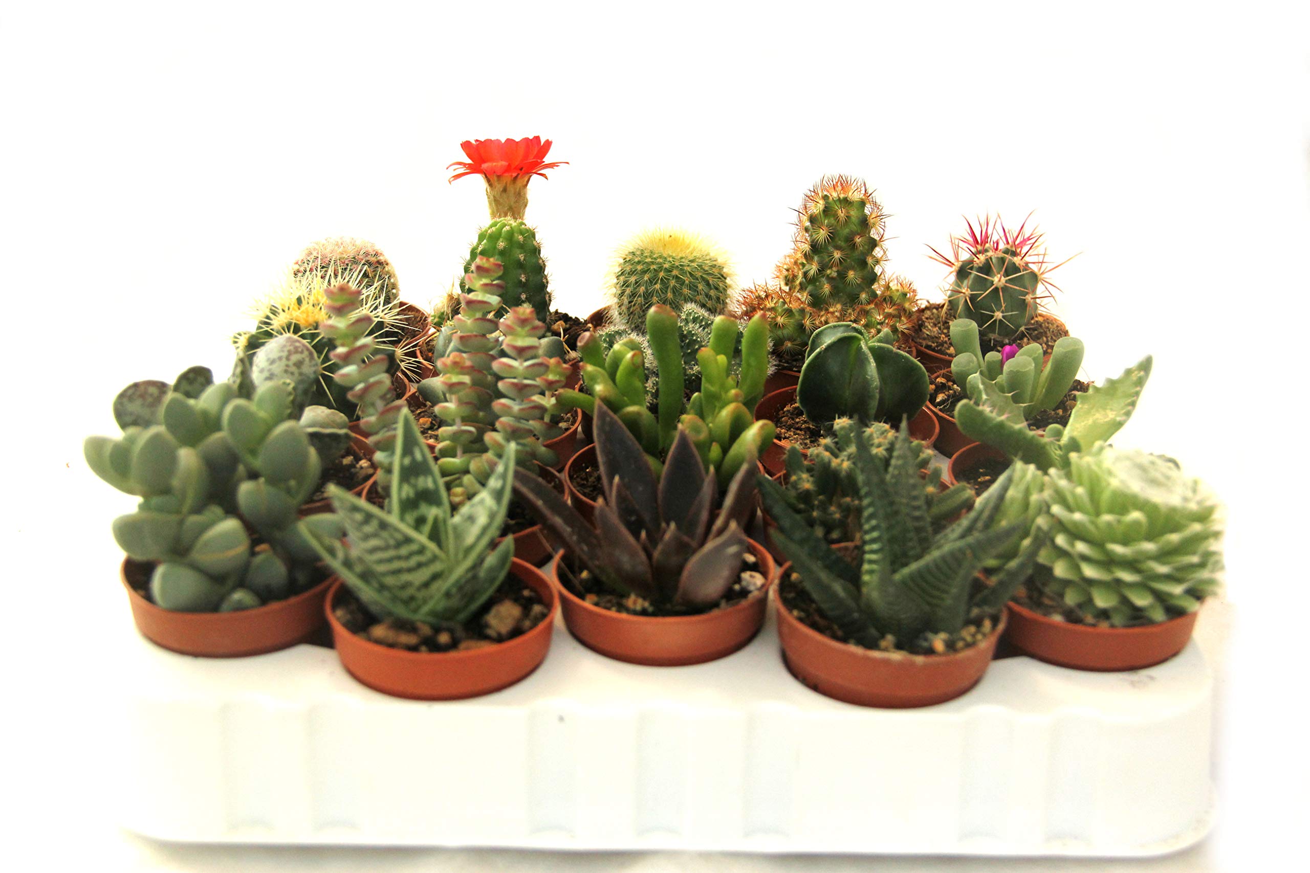20 cactus y suculentas naturales, raras y coleccionables, con y sin espinas, una diferente de la otra, 5,5 cm. Producción de Viggiano Cactus