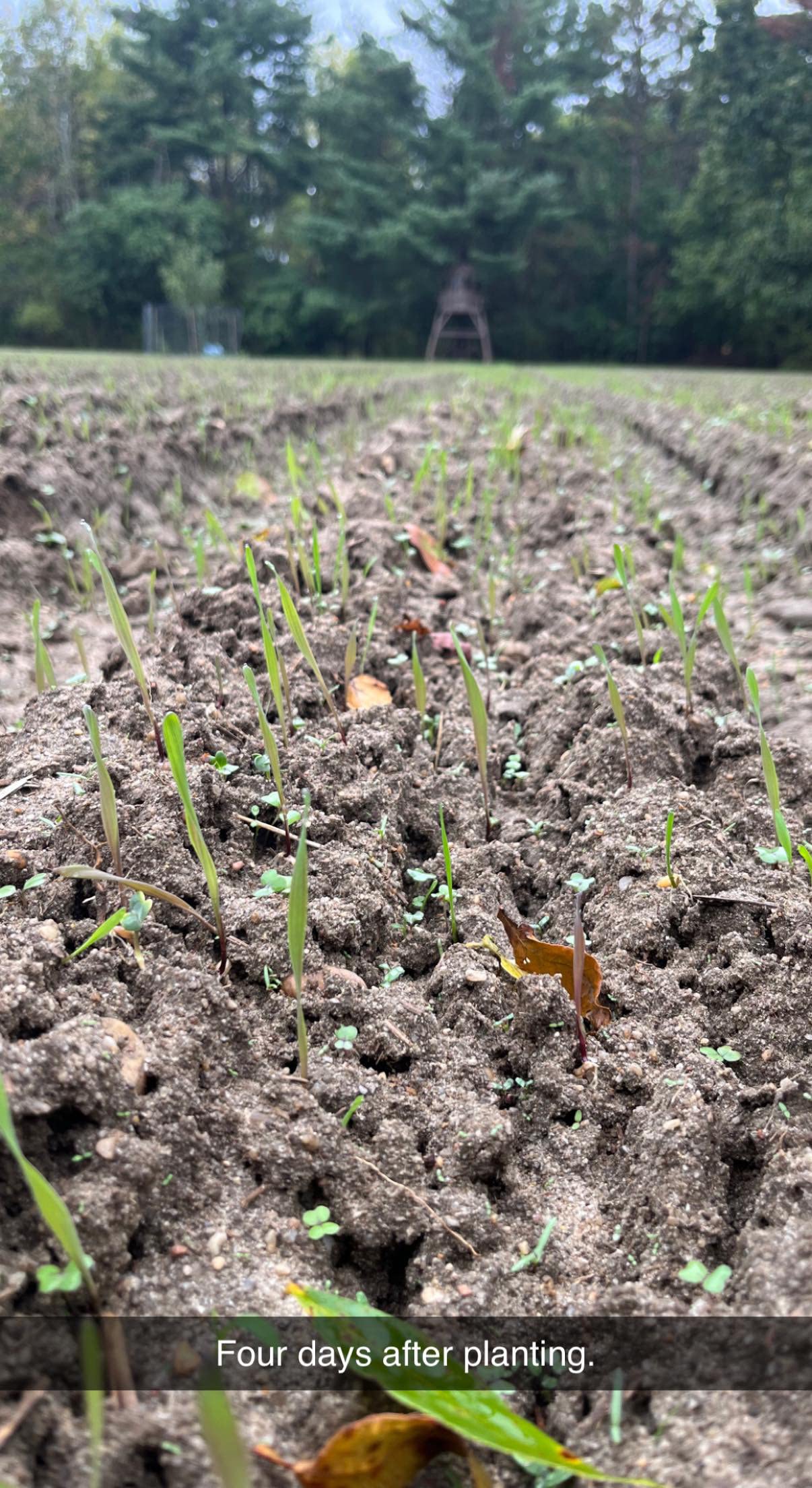 Domain Outdoor Hall Pass Food Plot Seed for Deer, 1/2 Acre, Special Varieties of Rye, Wheat, Clovers and Brassicas, High Tonnage Fall and Winter Food Source, 20 Lb.