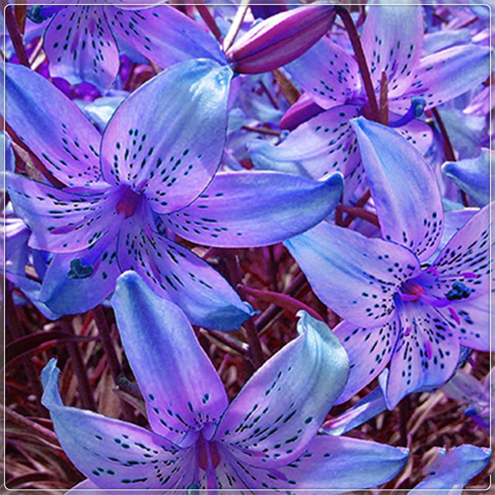 Lily Hardy Perennial,Lily Plants UK,Excellent Display-2bulbs-B