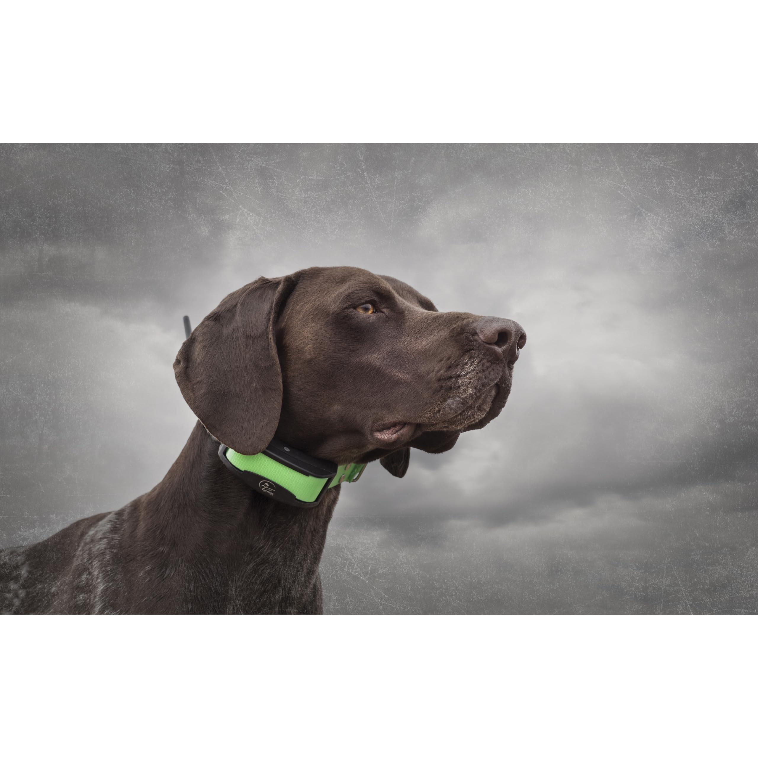 SportDOG TEK Series 1.5 - Sistema GPS per il Monitoraggio del Cane con Localizzazione in Tempo Reale, Tecnologia HopTek e Collare Ricevitore Impermeabile