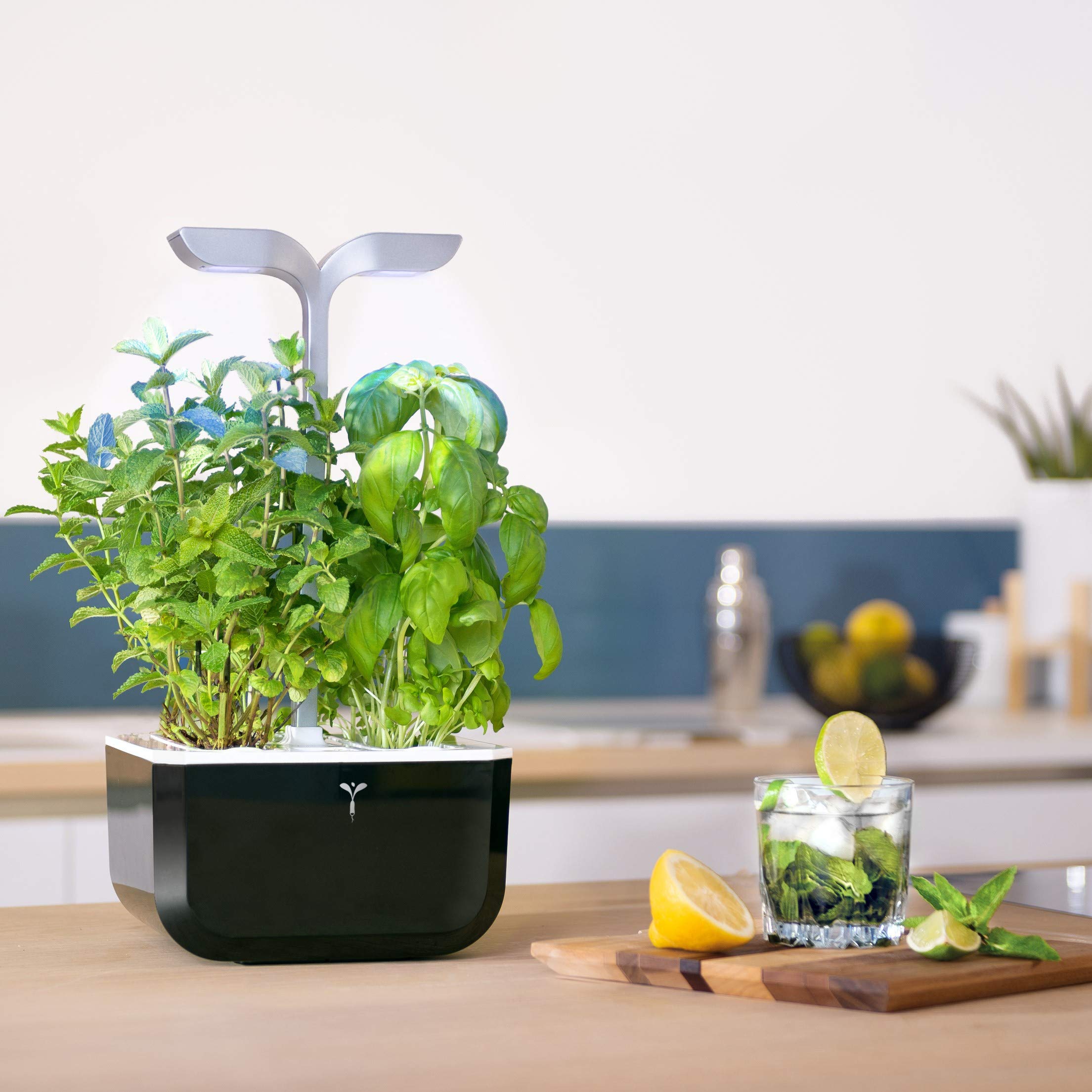 Véritable Jardin d'intérieur Exky Smart (Soft Black) - Jardin Intelligent Compact et Autonome avec Technologie Adapt'light - avec 2 Lingots