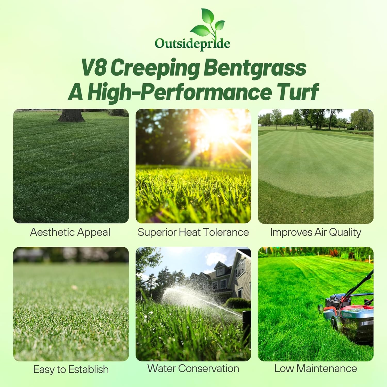 Outsidepride V8 Creeping Bentgrass Seed - 2 lbs. Fine-Bladed, Premium Quality Turf, Grass Seeds for Smooth Surface, & High-Traffic Areas, Ideal Grass for Golf Courses Putting Greens, & Fairways