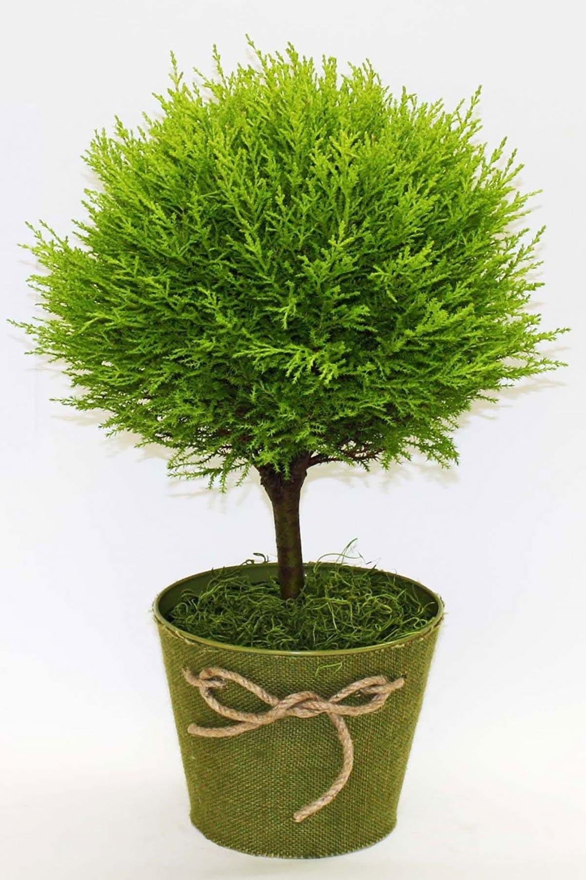 Lemon Cypress Goldcrest Topiary Tree, Size: 6.5" Pot