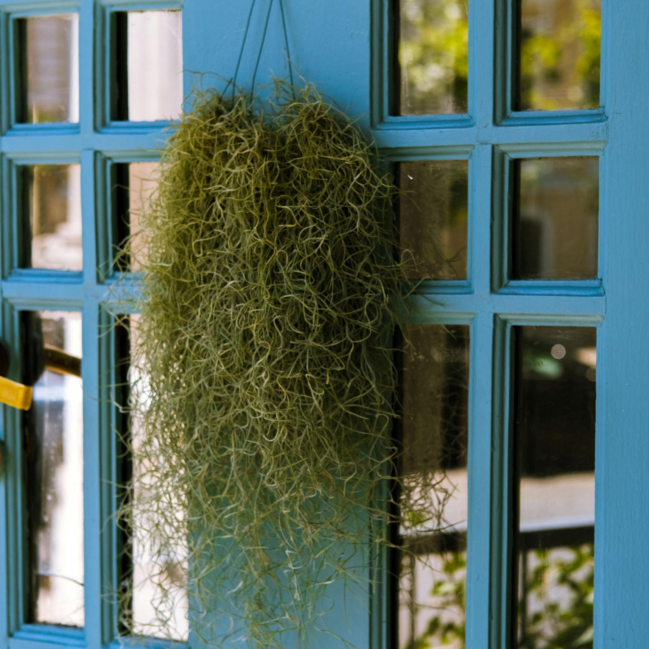 Plant in a Box - Tillandsia Usneoides - Set de 3 - Musgo español - Plantas de interior - Altura 25-40cm