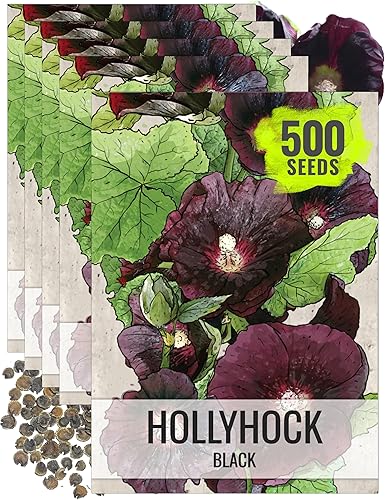 Seed Needs, Black Hollyhock Seeds - 100 semillas tradicionales para plantar Alcea rosea - Ideal para jardines góticos, Bienal de polinización