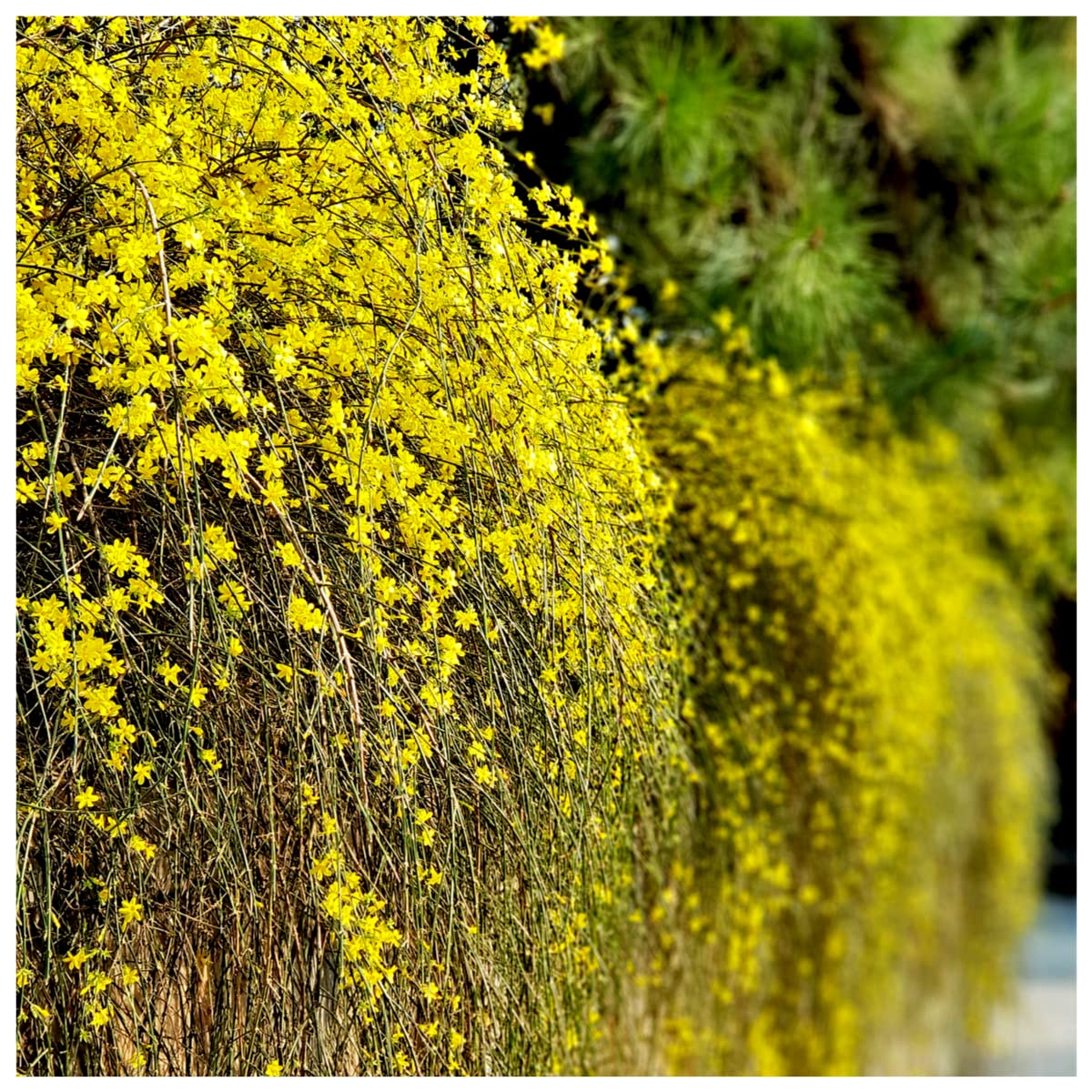 Winter-Flowered Jasmine/Jasminum Nudiflorum in 2L Pot, Yellow Flowers 3fatpigs®