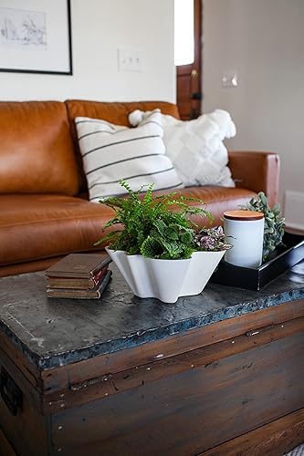 Miniatura 3 de The HC Companies Maceta Venus de 8 pulgadas para suculentas, maceta decorativa única de plástico poco profunda con drenaje, bizcocho de vainilla