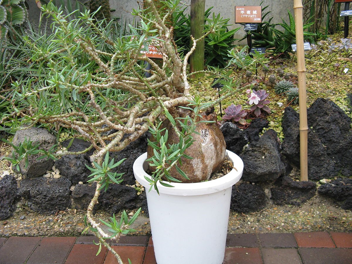 Amazon.co.jp: 【多肉植物／塊根植物】Pachypodiumパキポディウム 種子