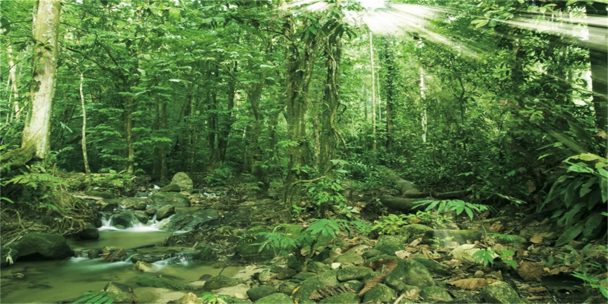MIRRORANG 120x61cm Rainforest Terrarium Background Forest Aquarium Background Tropical Plants Sunshine Rock Green Tree Reptile Habitat Background Durable Vinyl Background — image 1