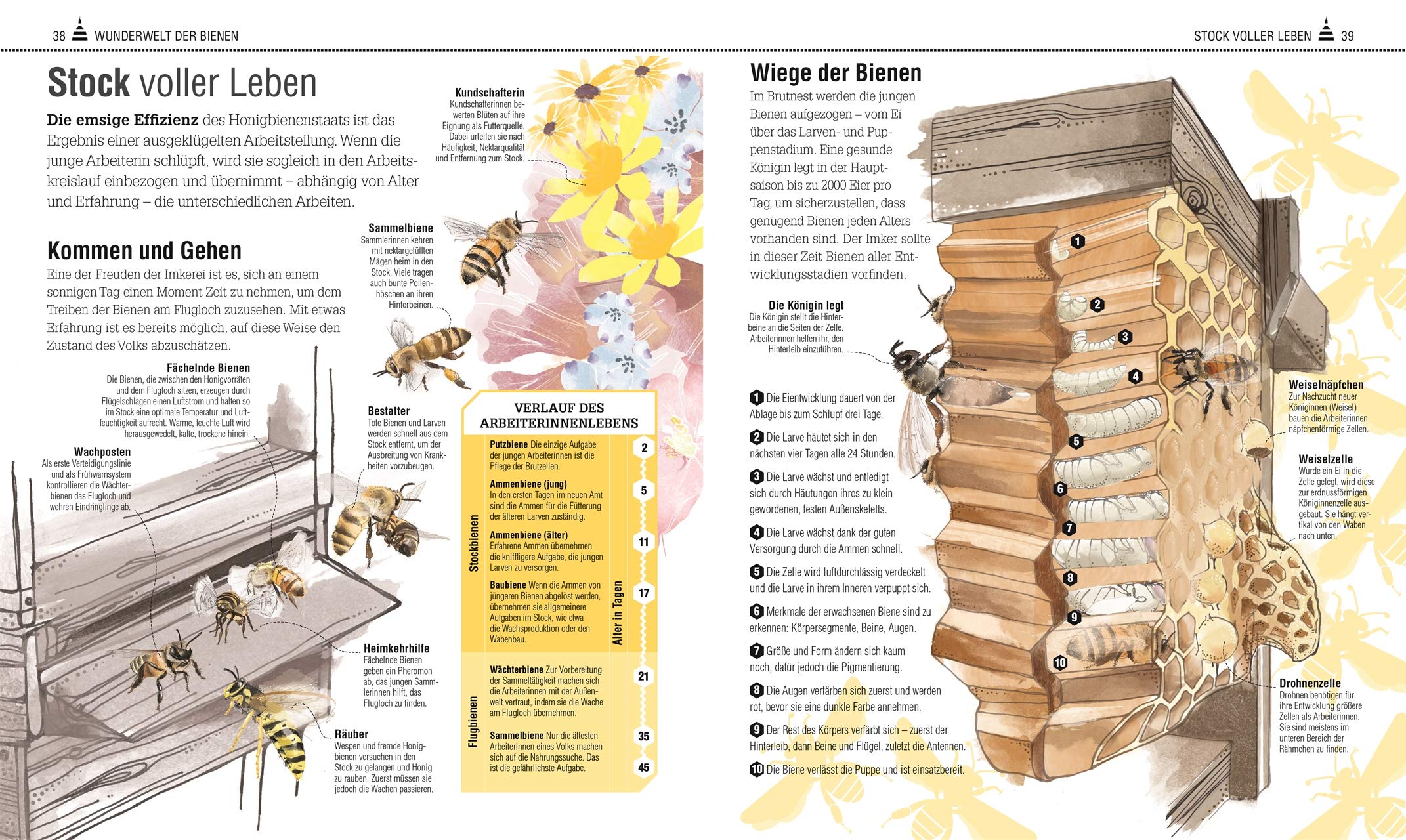 Das Bienen Buch: Bienen verstehen, schützen und halten